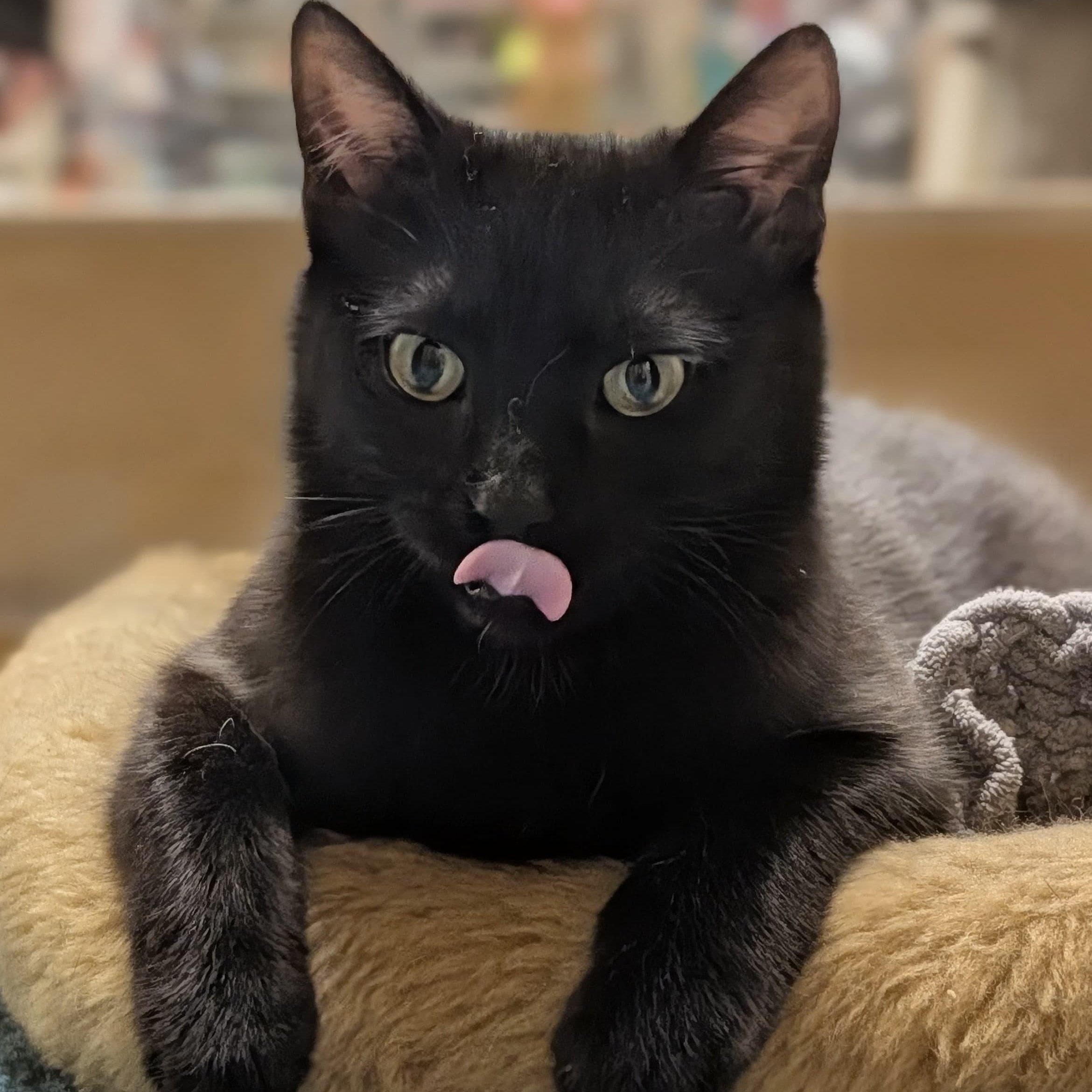Cocoa Puff, ADOPTABLE, Young Male Domestic Short Hair.