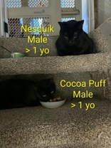 Enlarge Cocoa Puff, a ADOPTABLE Domestic Short Hair in Richmond Hill, ON image 5/6