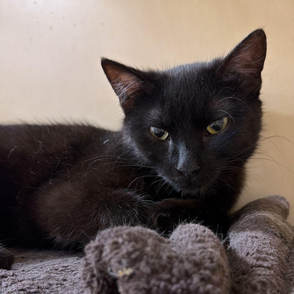 Enlarge Cocoa Puff, a ADOPTABLE Domestic Short Hair in Richmond Hill, ON image 4/6