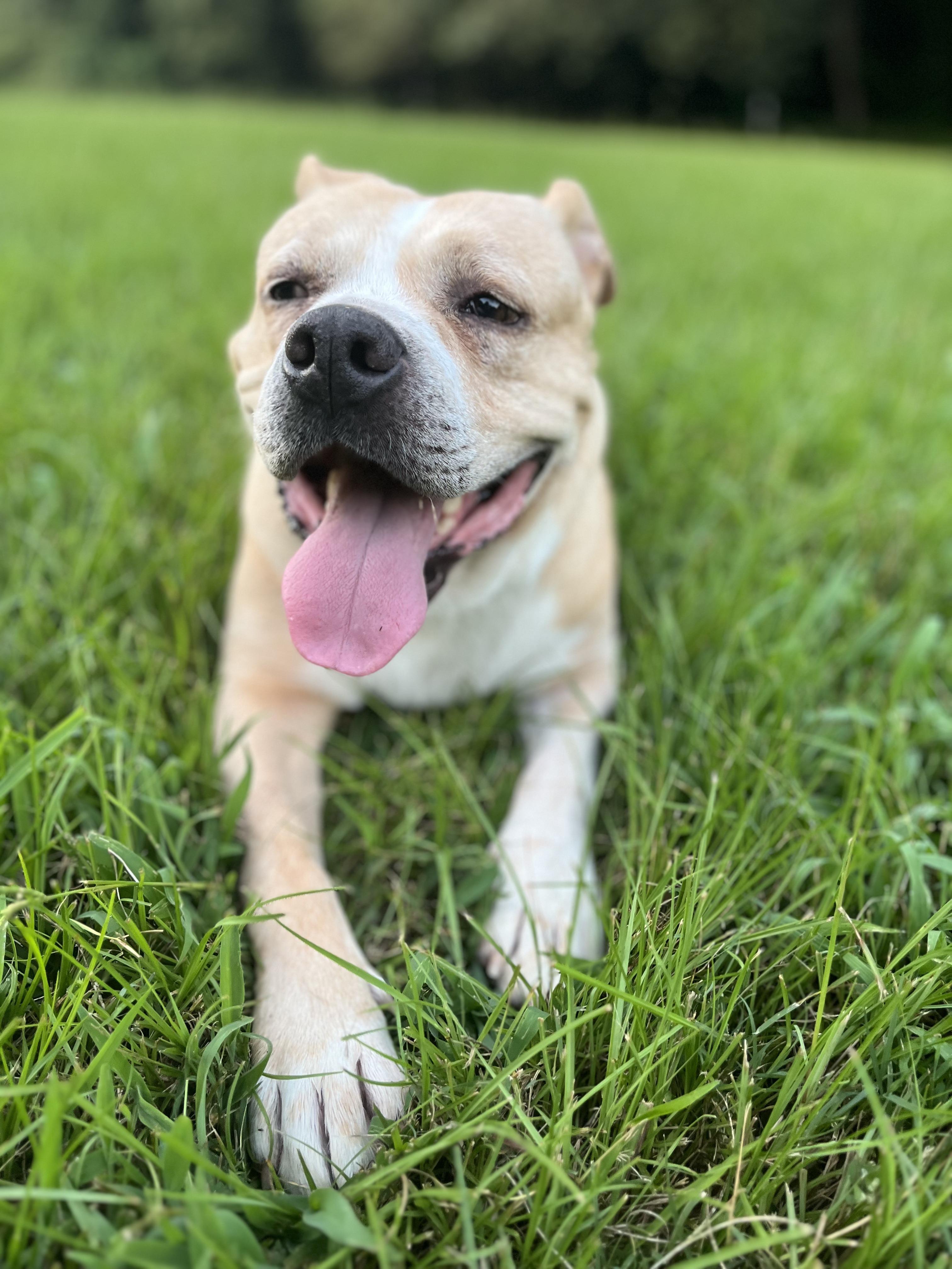 Doc, Adoptable, Senior Male American Bulldog & Boxer.
