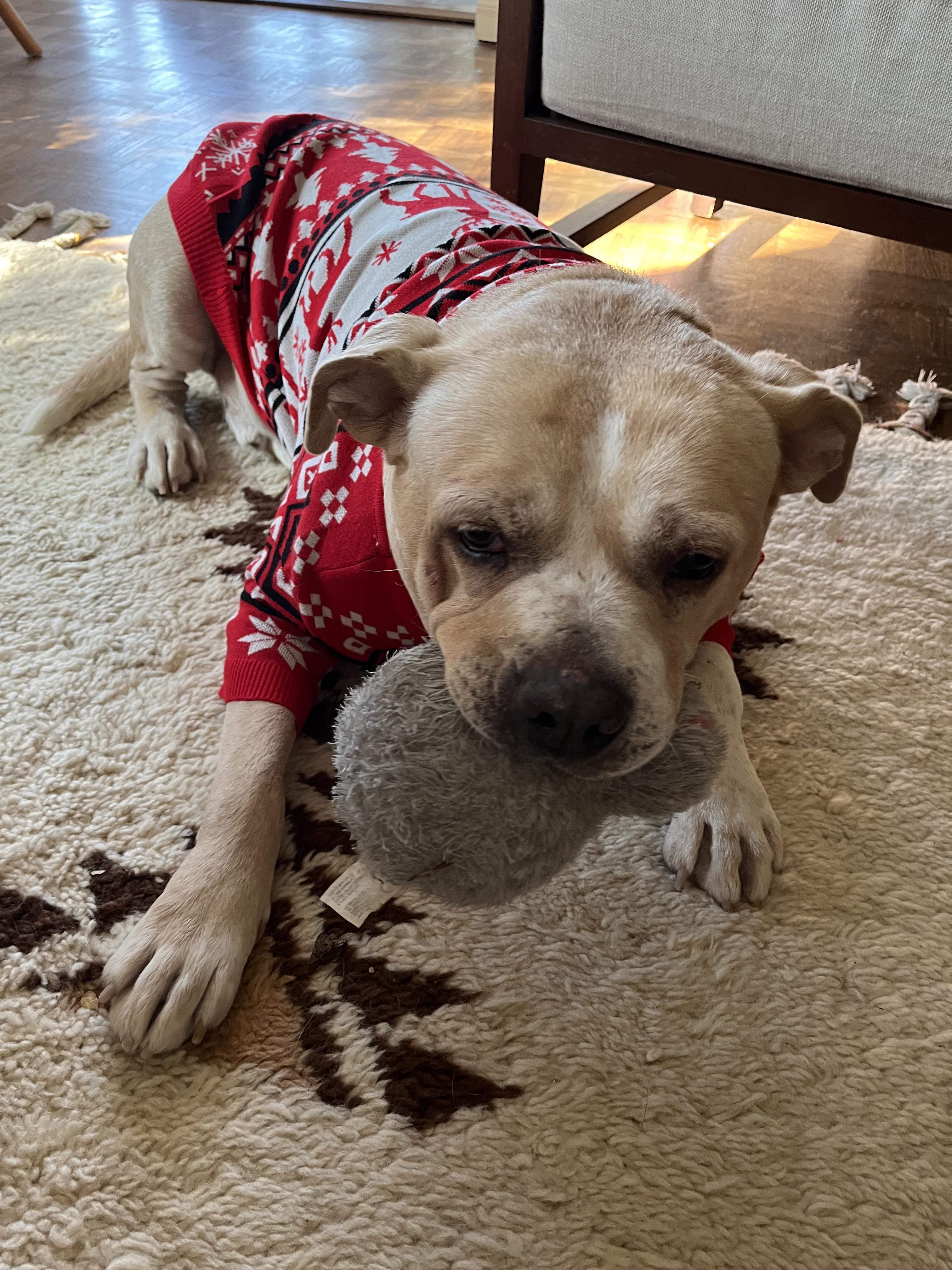 Doc, Adoptable, Senior Male American Bulldog & Boxer.