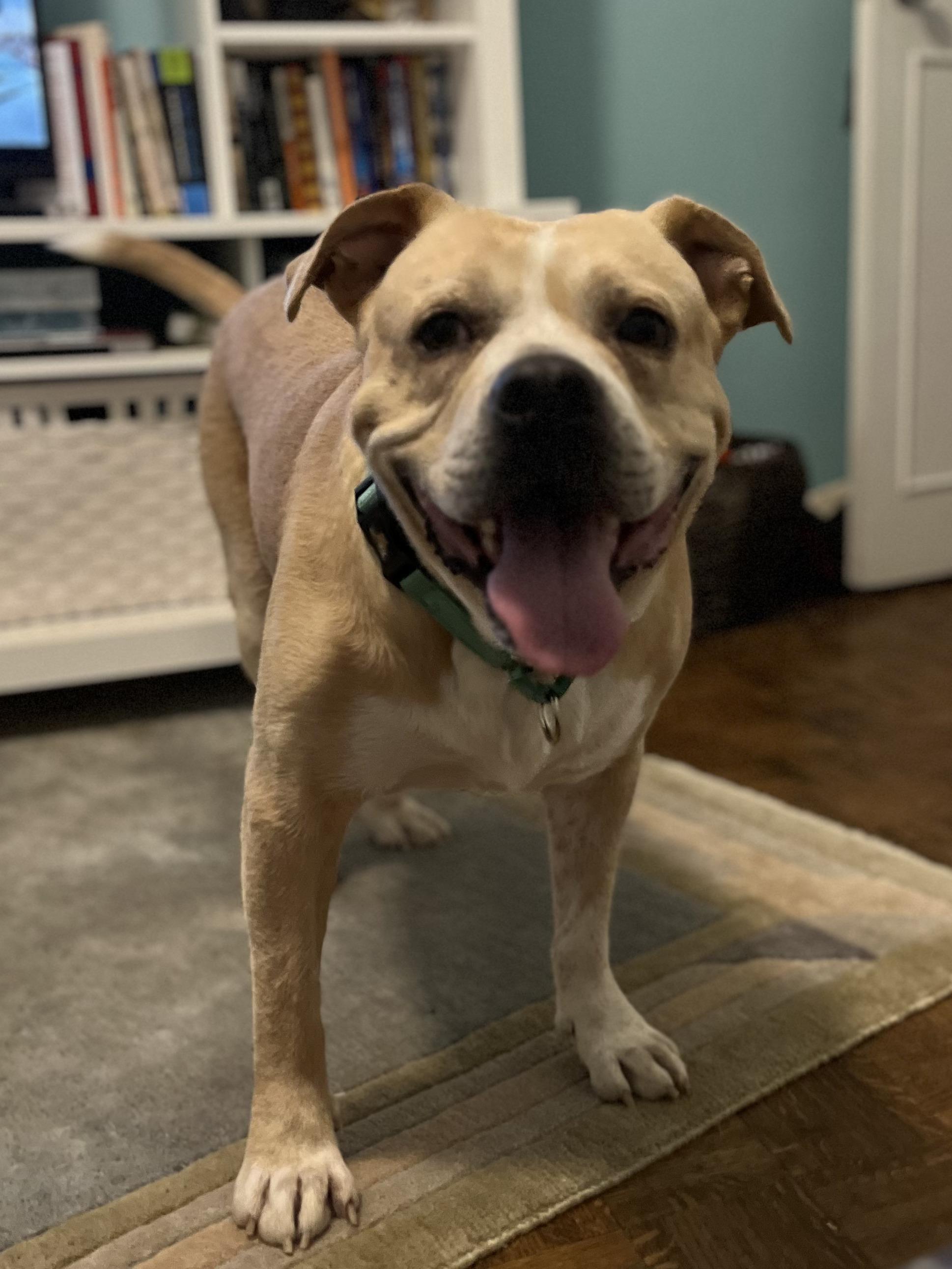 Enlarge Doc, a Adoptable mixed breed in Powder Springs, GA image 2/3