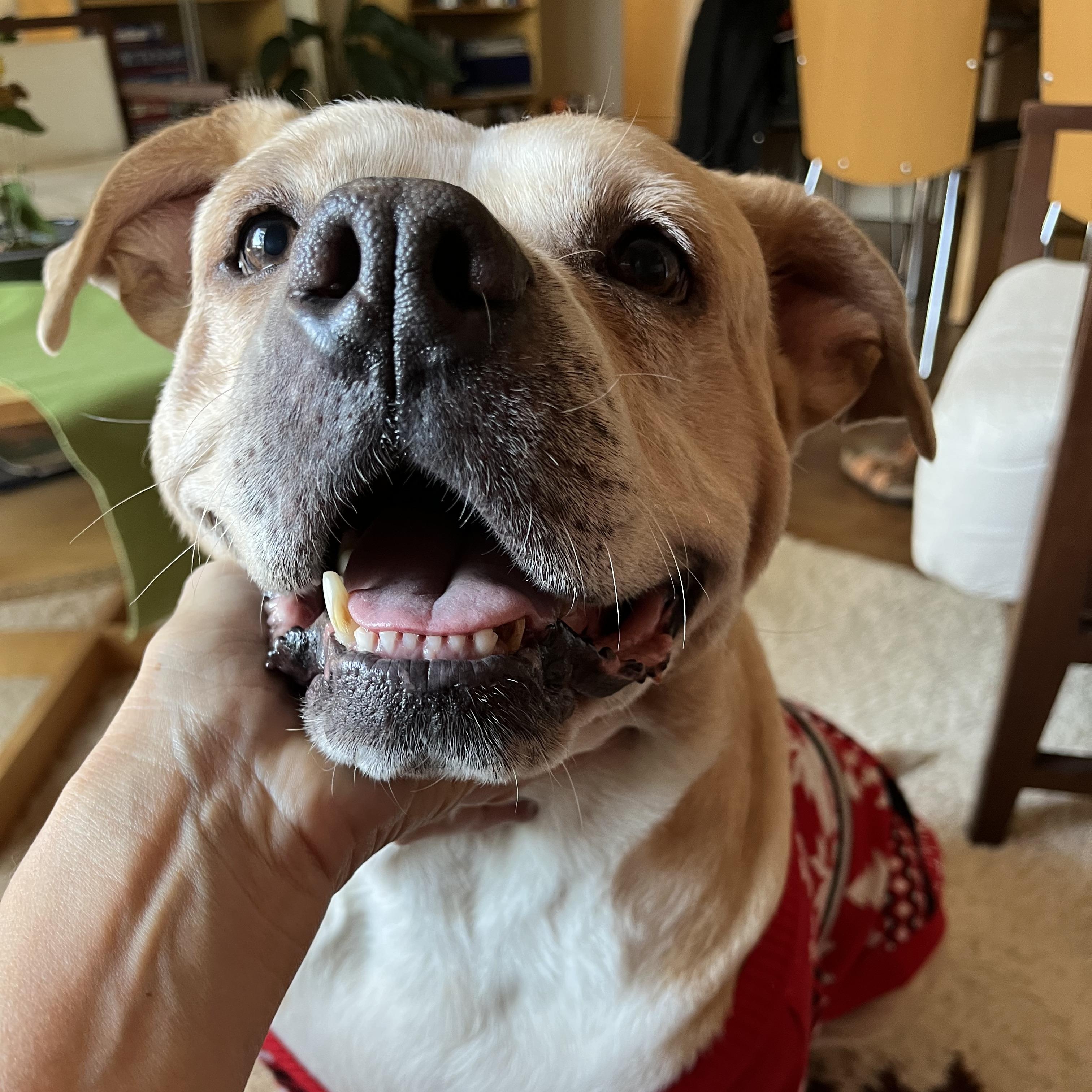 Doc, Adoptable, Senior Male American Bulldog & Boxer.