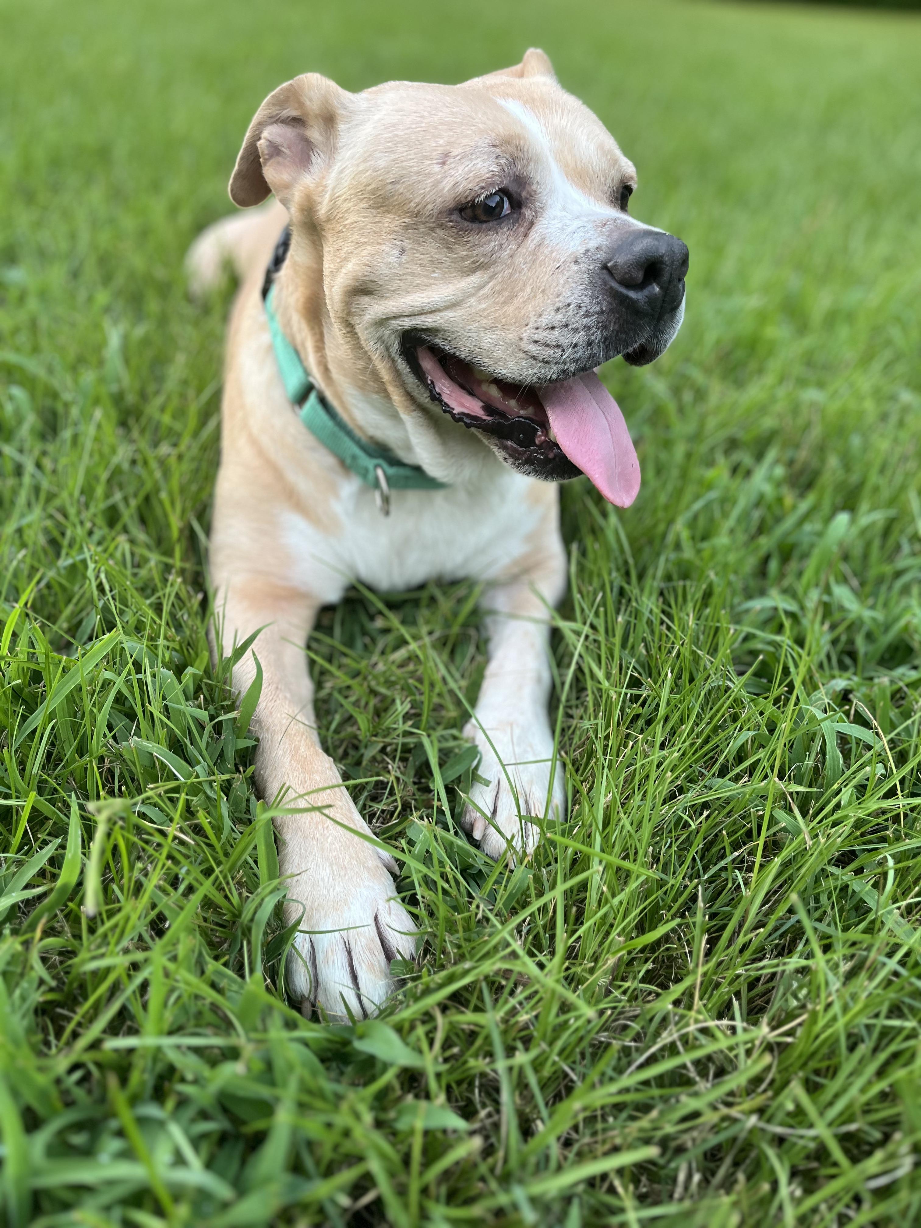 Enlarge Doc, a Adoptable mixed breed in Powder Springs, GA image 3/3