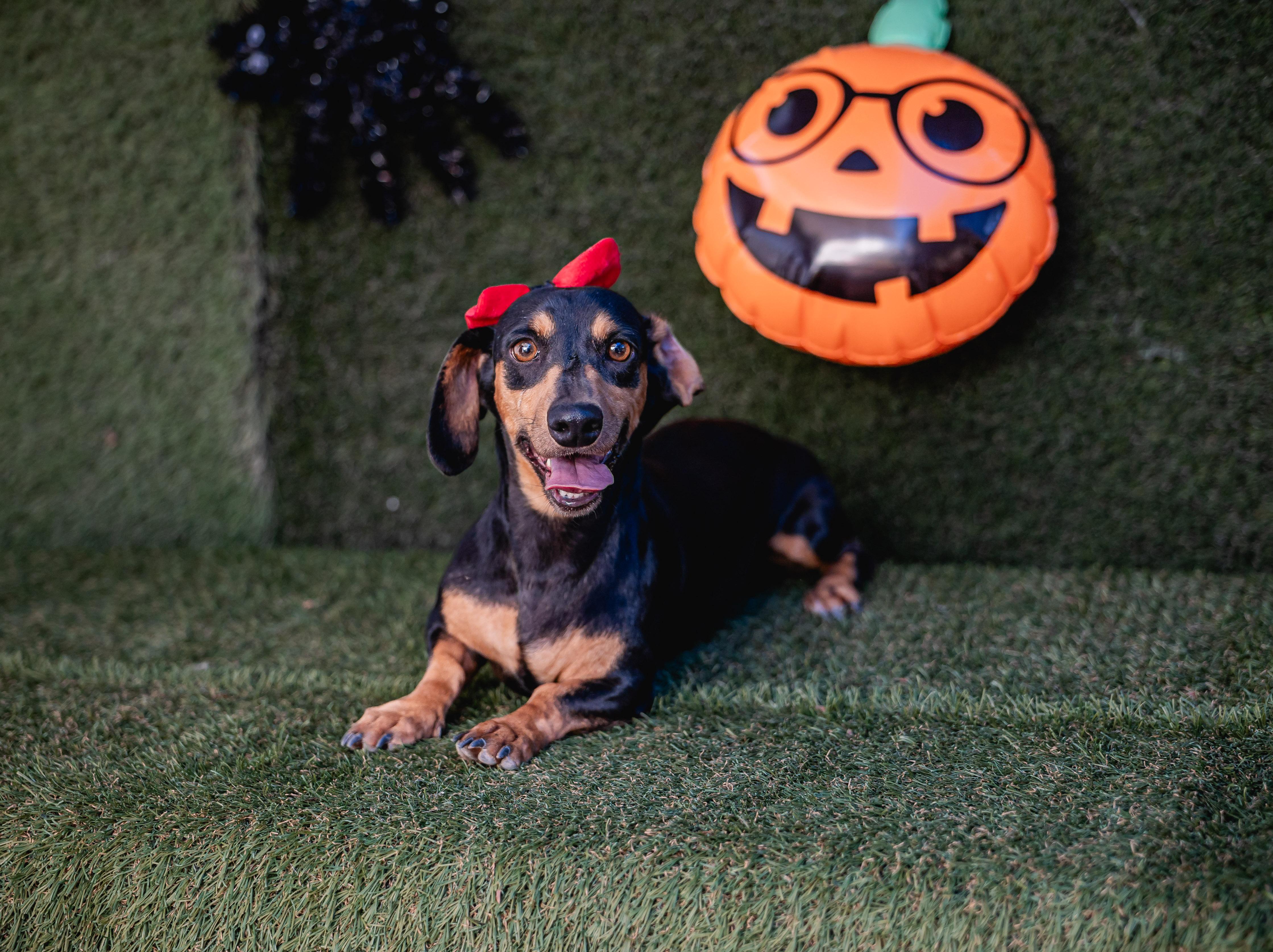 Enlarge Shelly, an adopted Dachshund in Portland, OR image 2/5