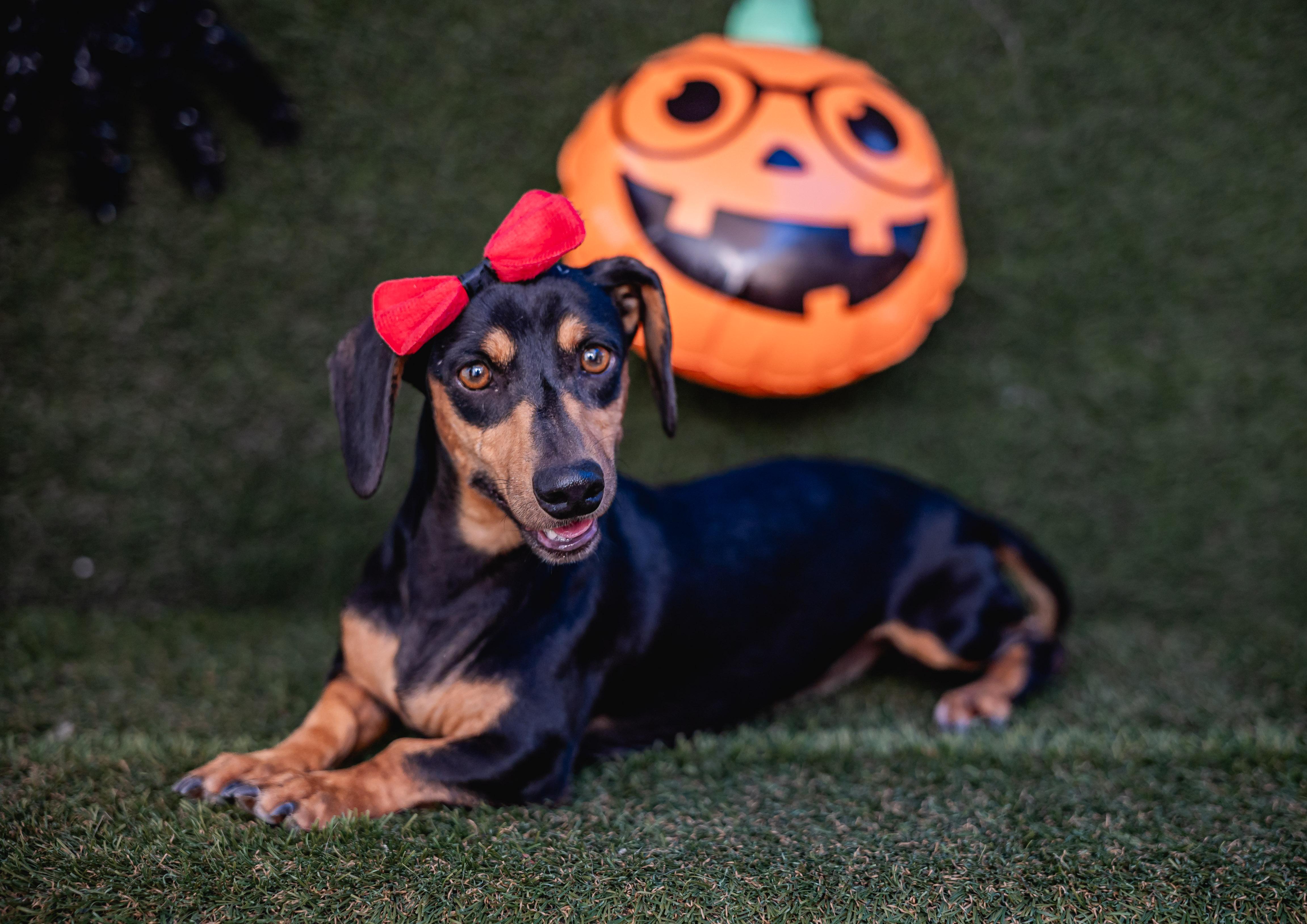 Enlarge Shelly, an adopted Dachshund in Portland, OR image 3/5