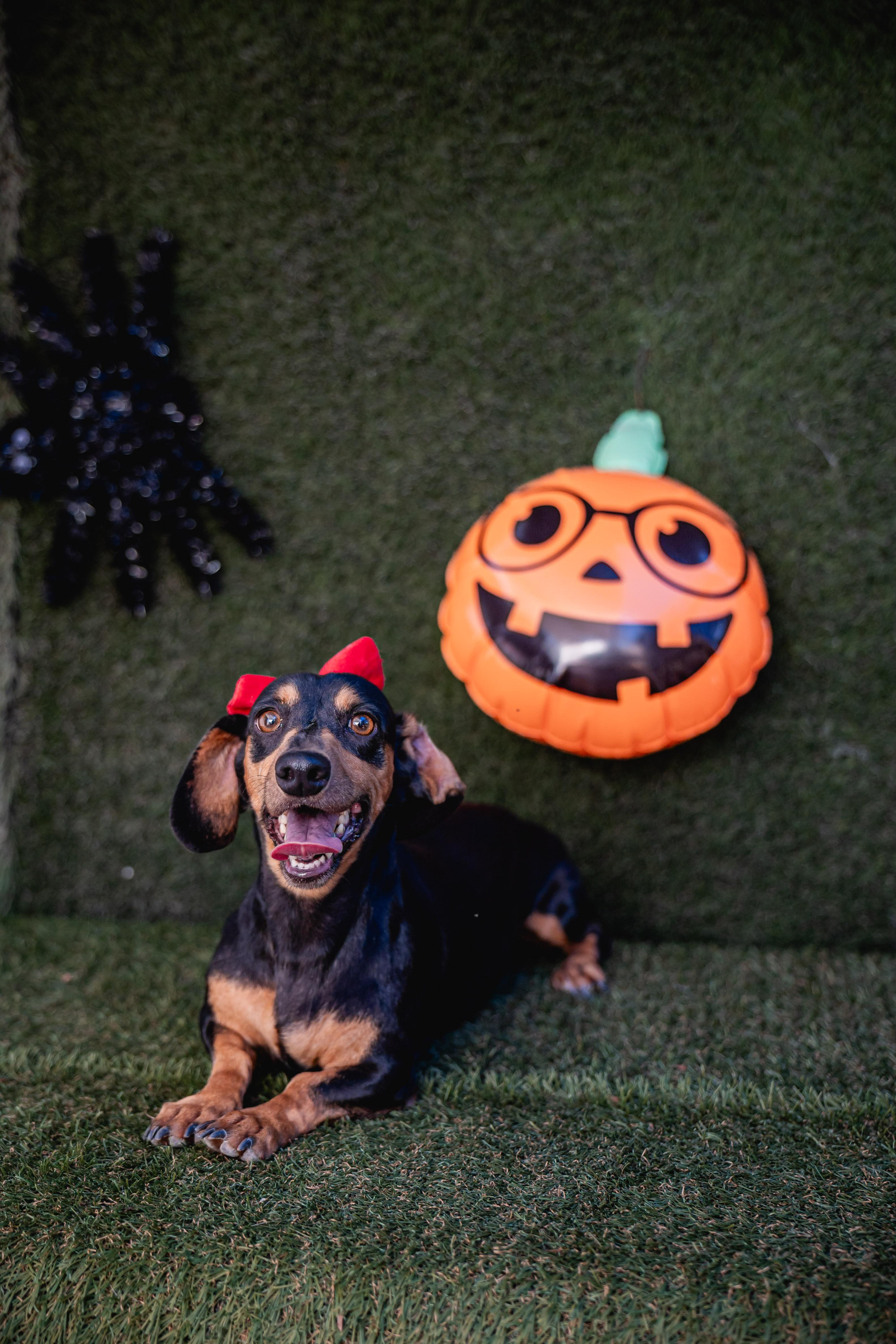 Enlarge Shelly, an adopted Dachshund in Portland, OR image 4/5