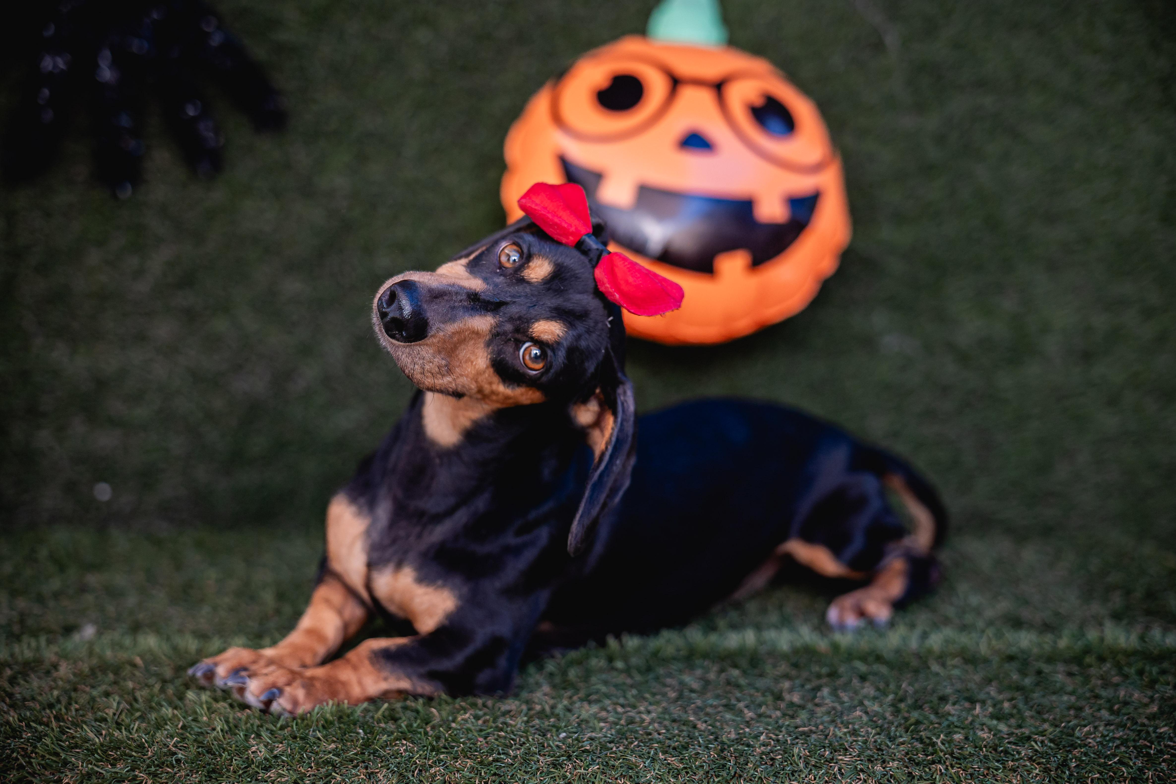 Shelly, adopted, Adult Female Dachshund.
