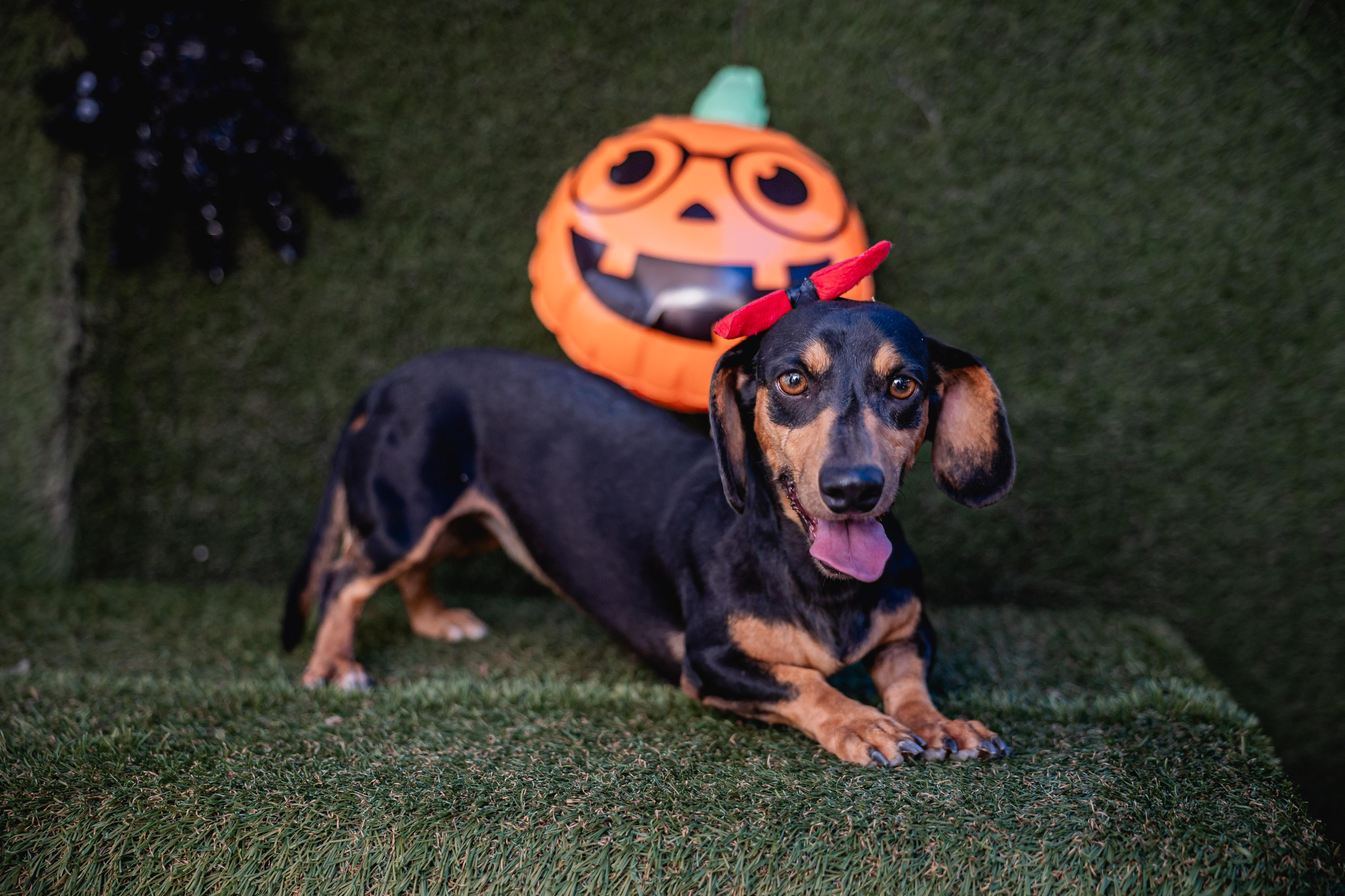 Enlarge Shelly, an adopted Dachshund in Portland, OR image 5/5
