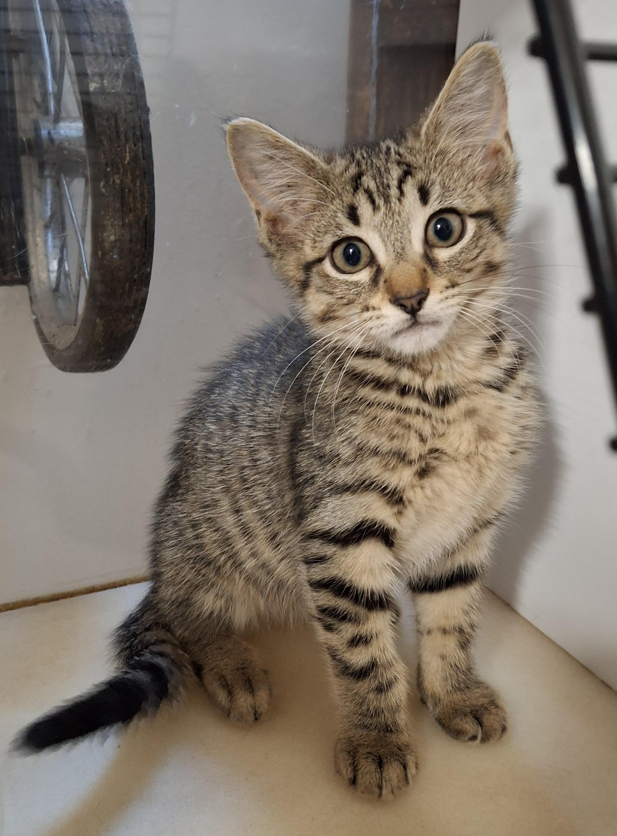 Wilmington Wonders, a Adoptable Domestic Short Hair in Bear, DE image 2/5