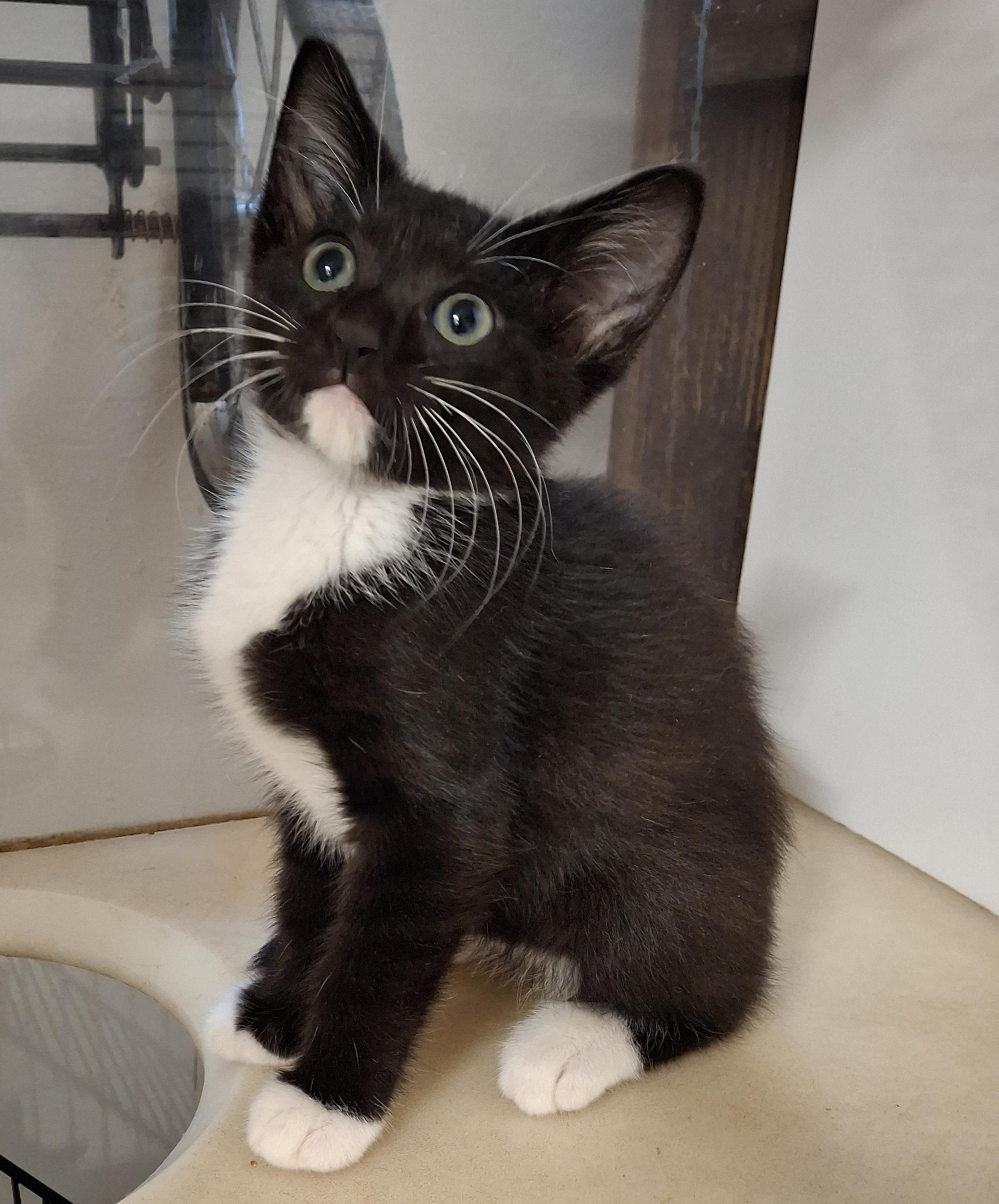Wilmington Wonders, a Adoptable Domestic Short Hair in Bear, DE image 1/5