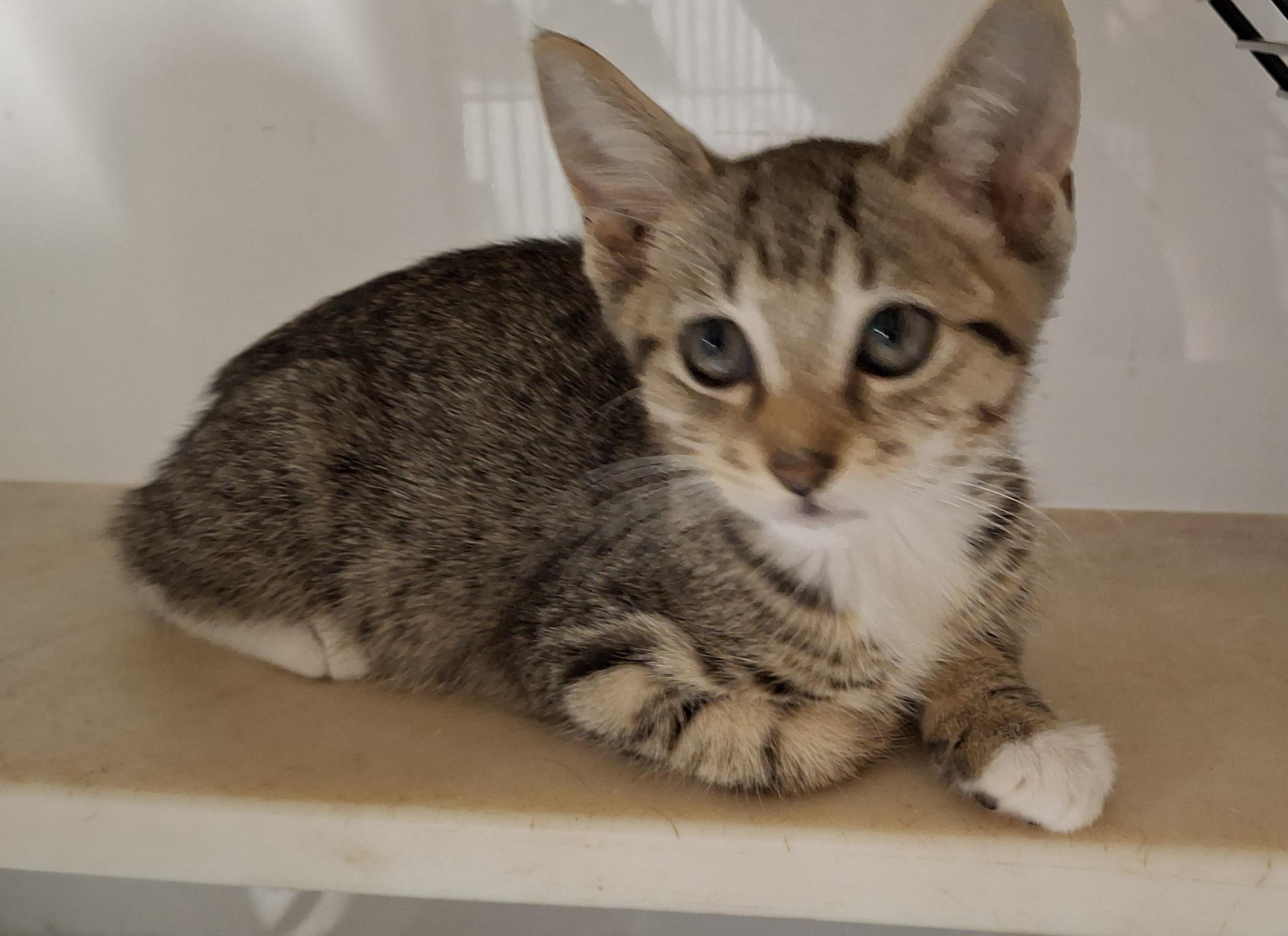 Wilmington Wonders, a Adoptable Domestic Short Hair in Bear, DE image 3/5