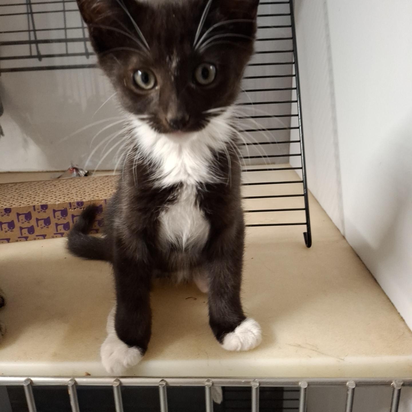 Wilmington Wonders, a Adoptable Domestic Short Hair in Bear, DE image 4/5