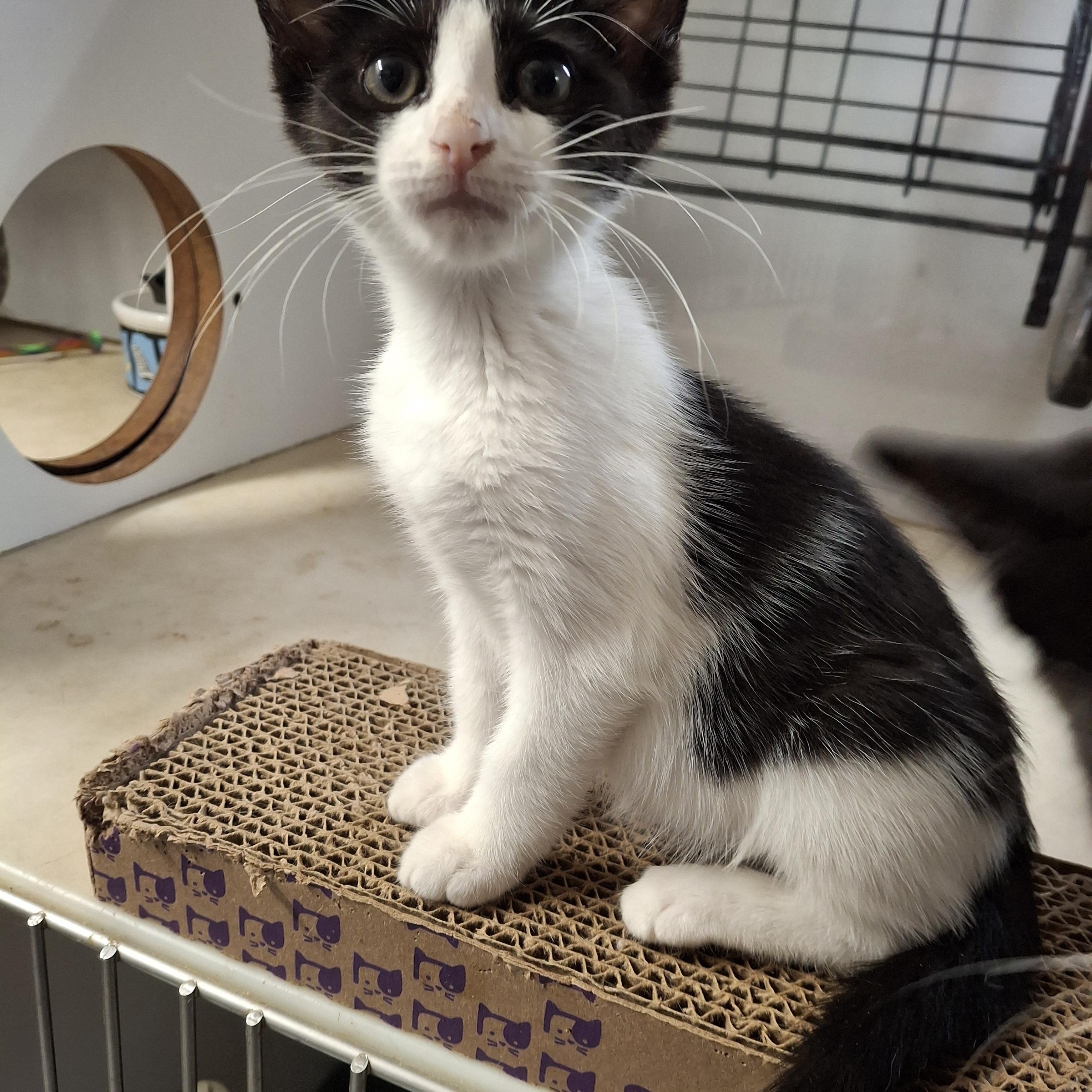 Wilmington Wonders, a Adoptable Domestic Short Hair in Bear, DE image 5/5