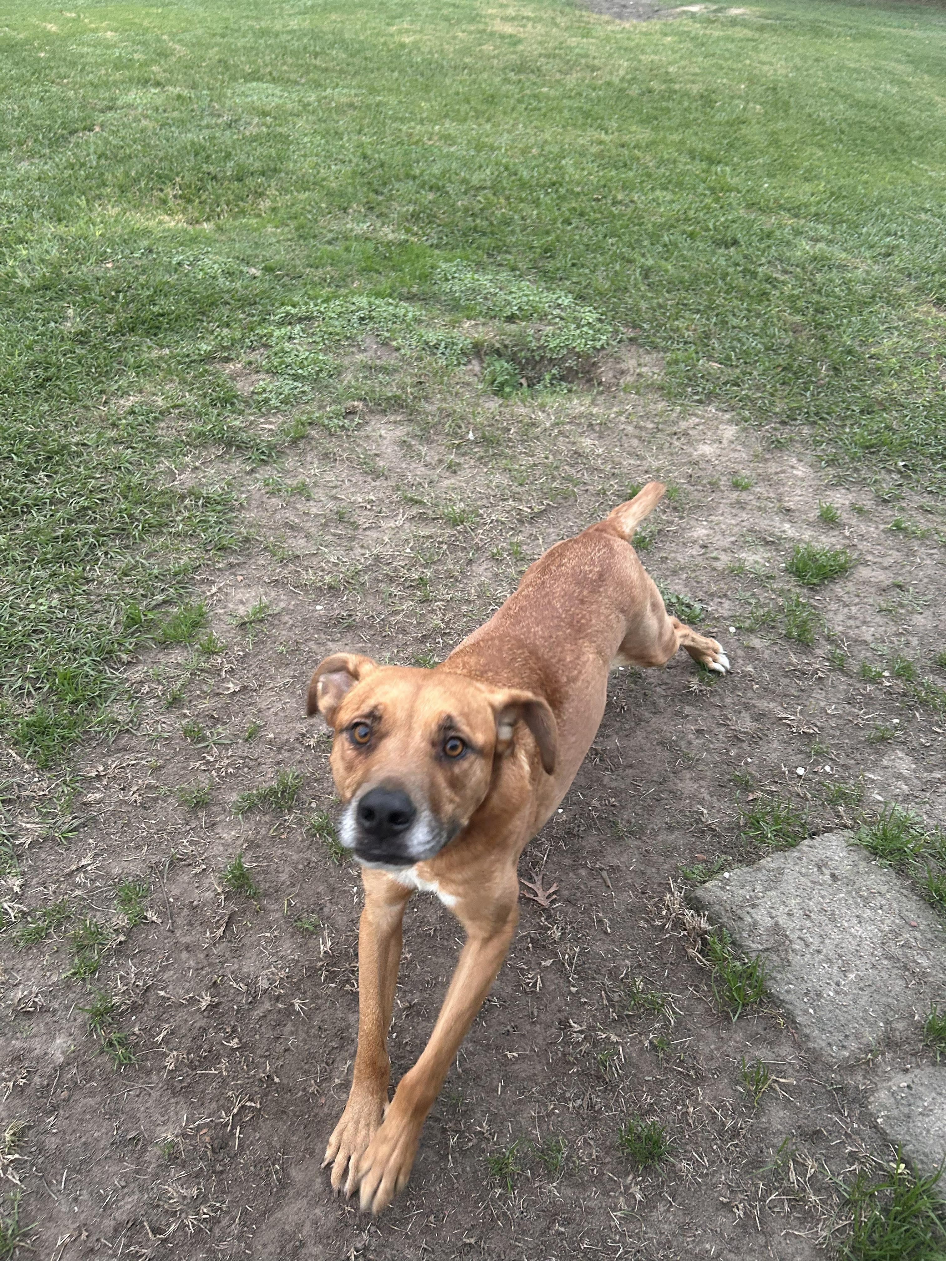Enlarge Juice, a Adoptable mixed breed in Mooresville, NC image 3/6