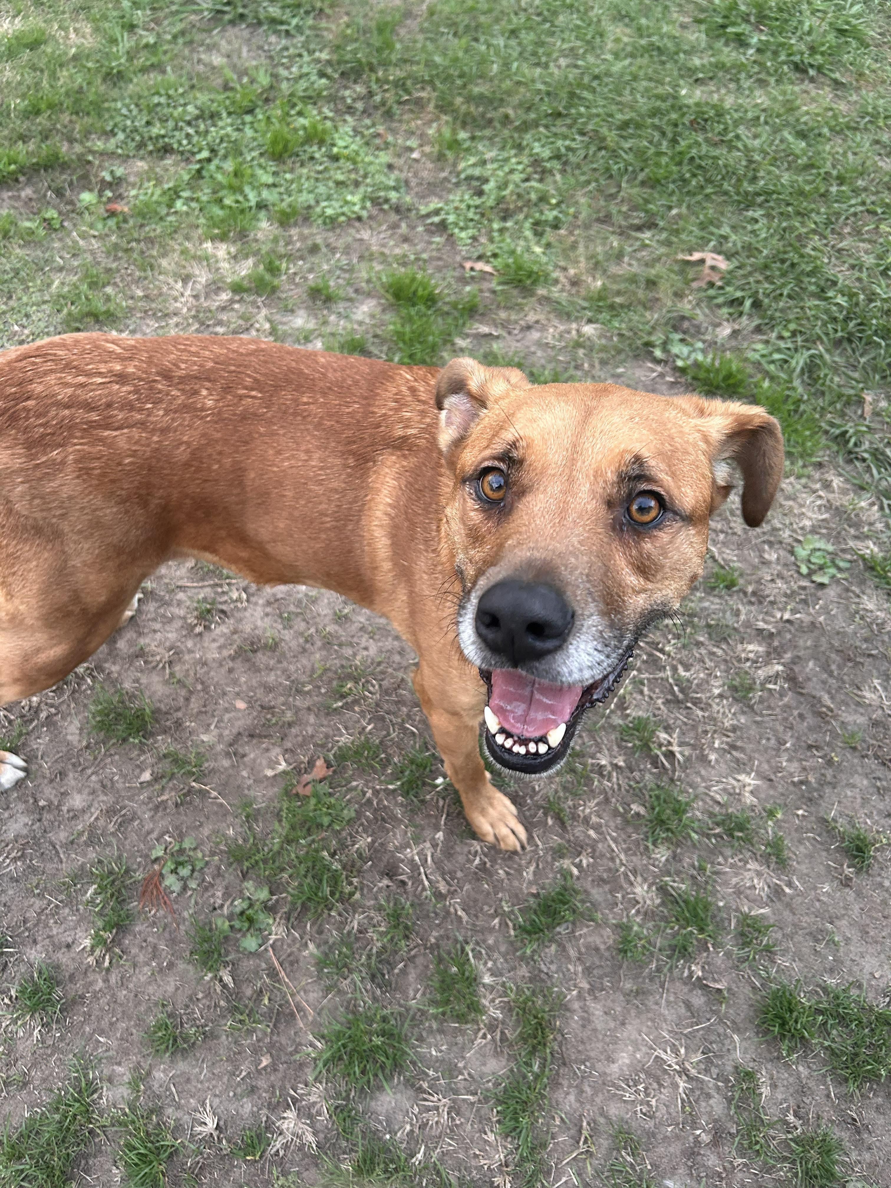 Enlarge Juice, a Adoptable mixed breed in Mooresville, NC image 1/6