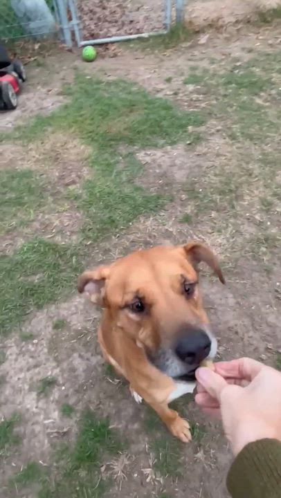Enlarge Juice, a Adoptable mixed breed in Mooresville, NC video 6/6