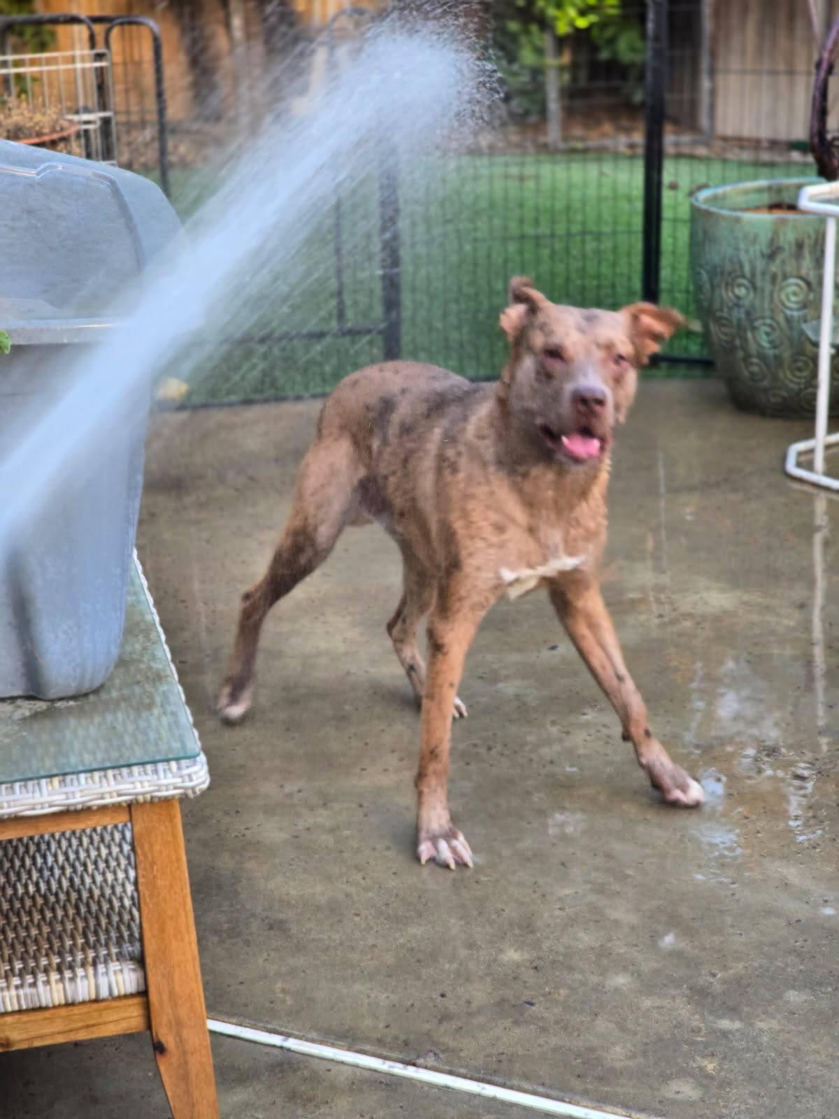 Leo, a Adopted mixed breed in Visalia, CA image 1/3