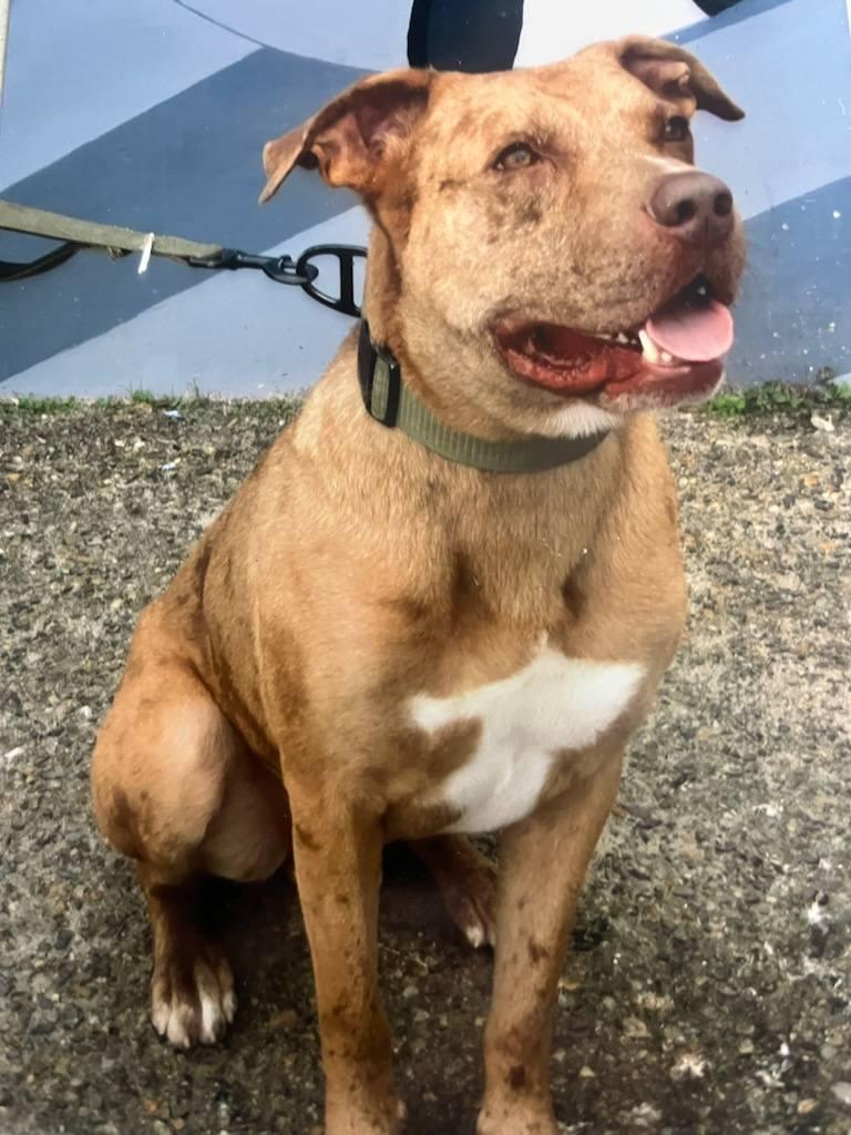 Leo, a Adopted mixed breed in Visalia, CA image 2/3