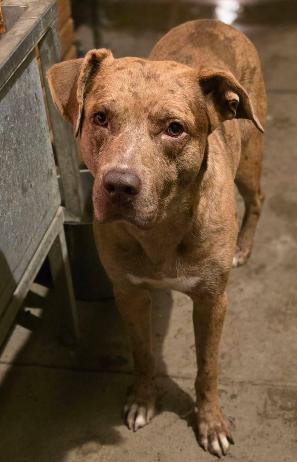 Leo, a Adopted mixed breed in Visalia, CA image 3/3