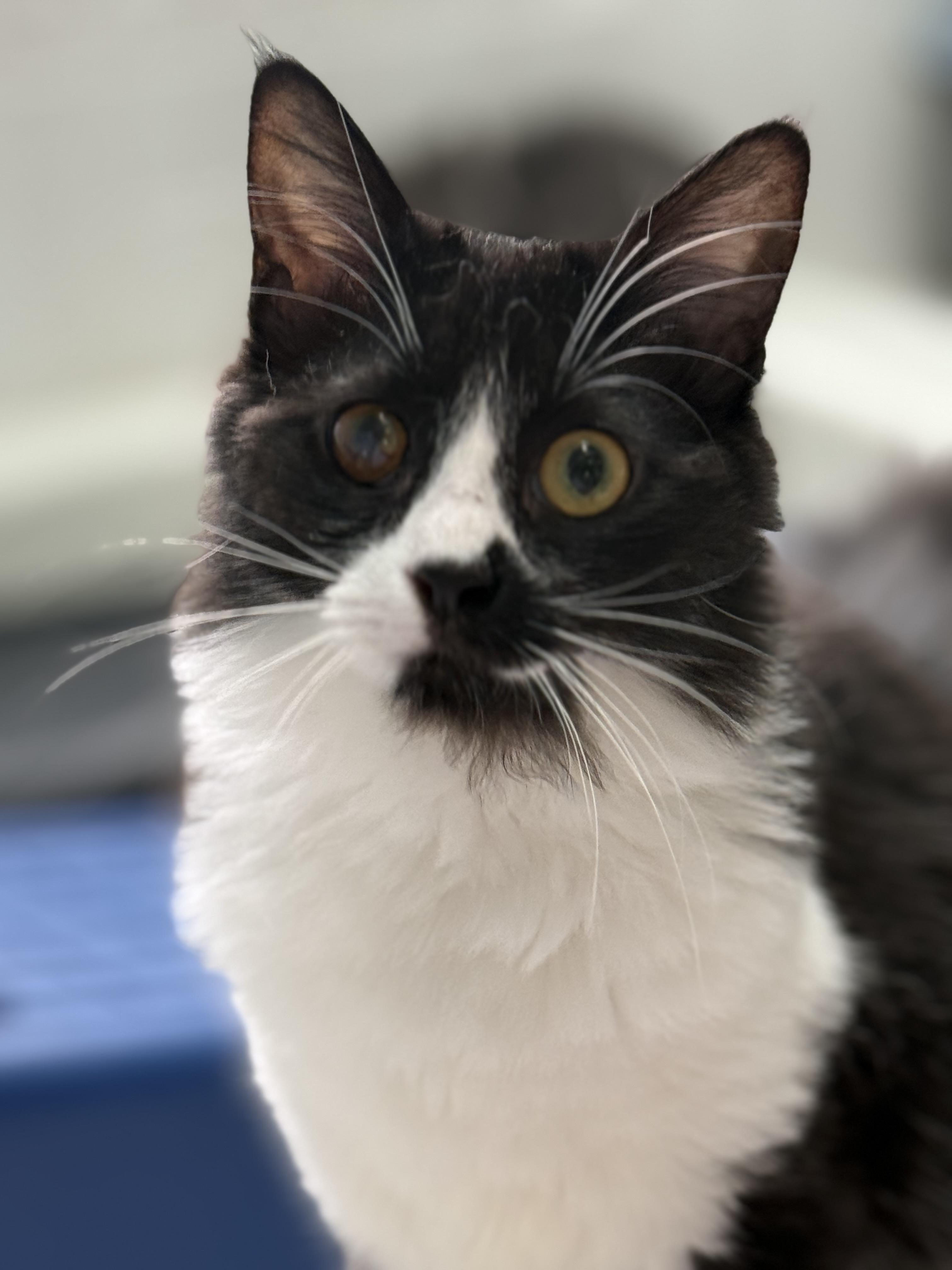 Cleopatra, Adoptable, Kitten Female Domestic Medium Hair.