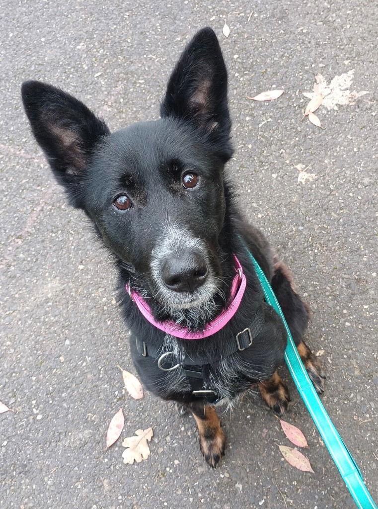 Enlarge Nani, a Adoptable mixed breed in St. Helens, OR image 1/2