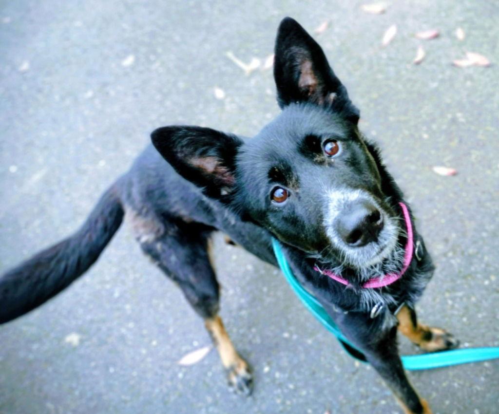 Enlarge Nani, a Adoptable mixed breed in St. Helens, OR image 2/2