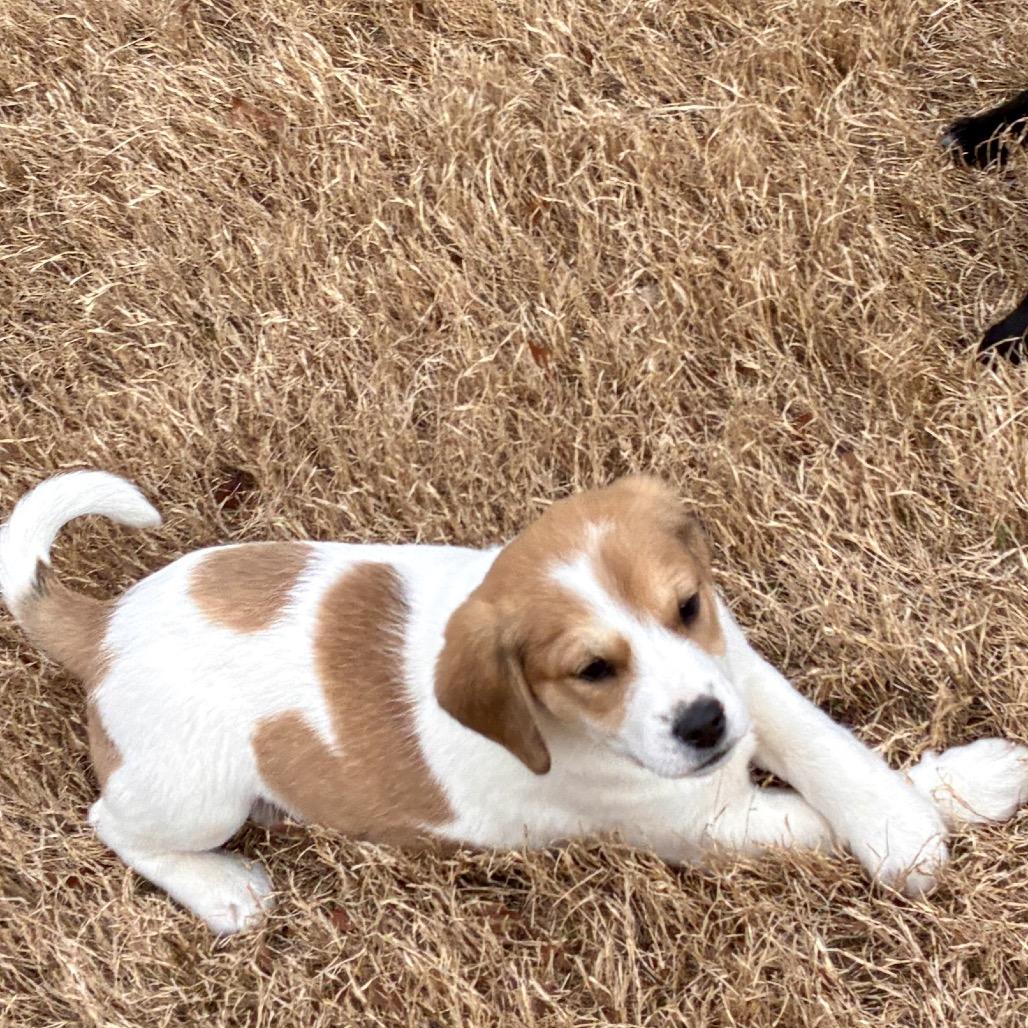 PAPRIKA, a Adoptable mixed breed in Cordova, TN image 1/6