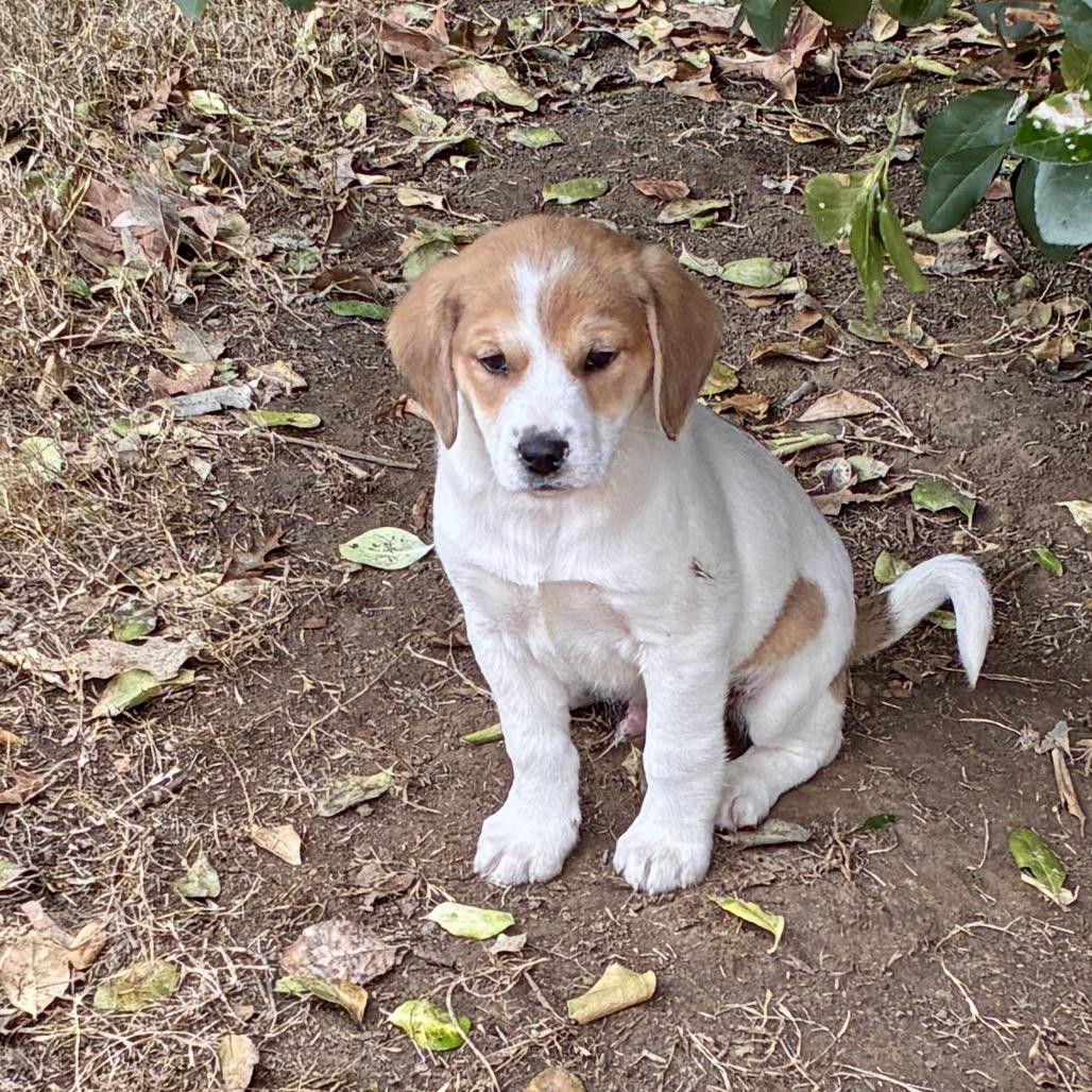 PAPRIKA, a Adoptable mixed breed in Cordova, TN image 3/6
