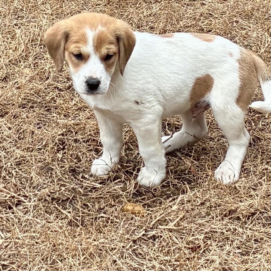 PAPRIKA, a Adoptable mixed breed in Cordova, TN image 5/6