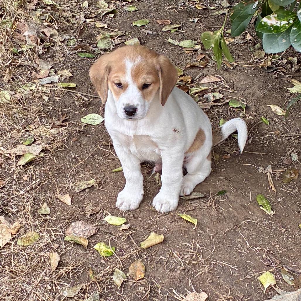 PAPRIKA, a Adoptable mixed breed in Cordova, TN image 6/6
