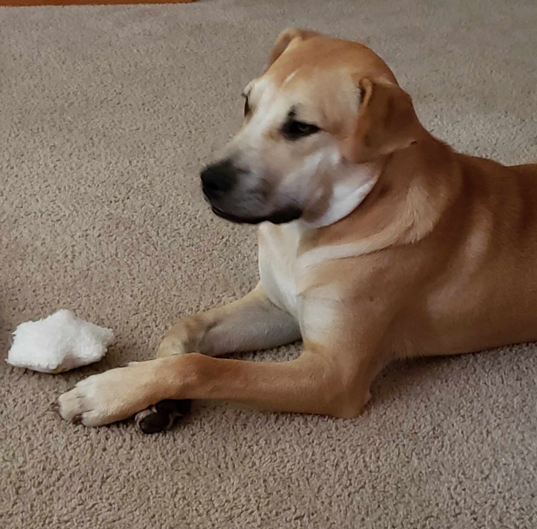 Cooper, Adopted, Young Male Yellow Labrador Retriever & Shar-Pei.