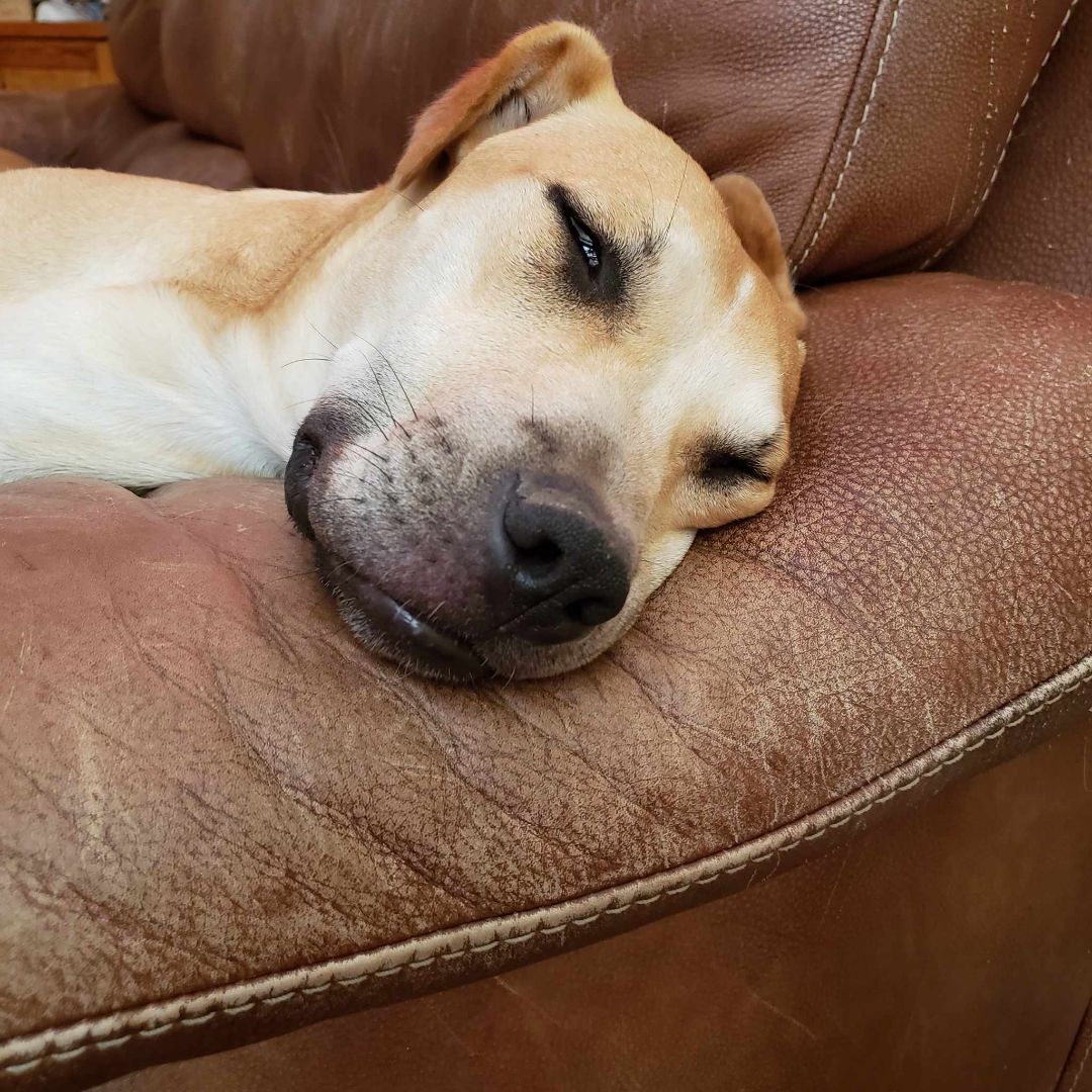 Cooper, a Adopted mixed breed in Plattsmouth, NE image 2/12