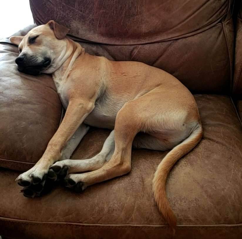 Cooper, a Adopted mixed breed in Plattsmouth, NE image 3/12