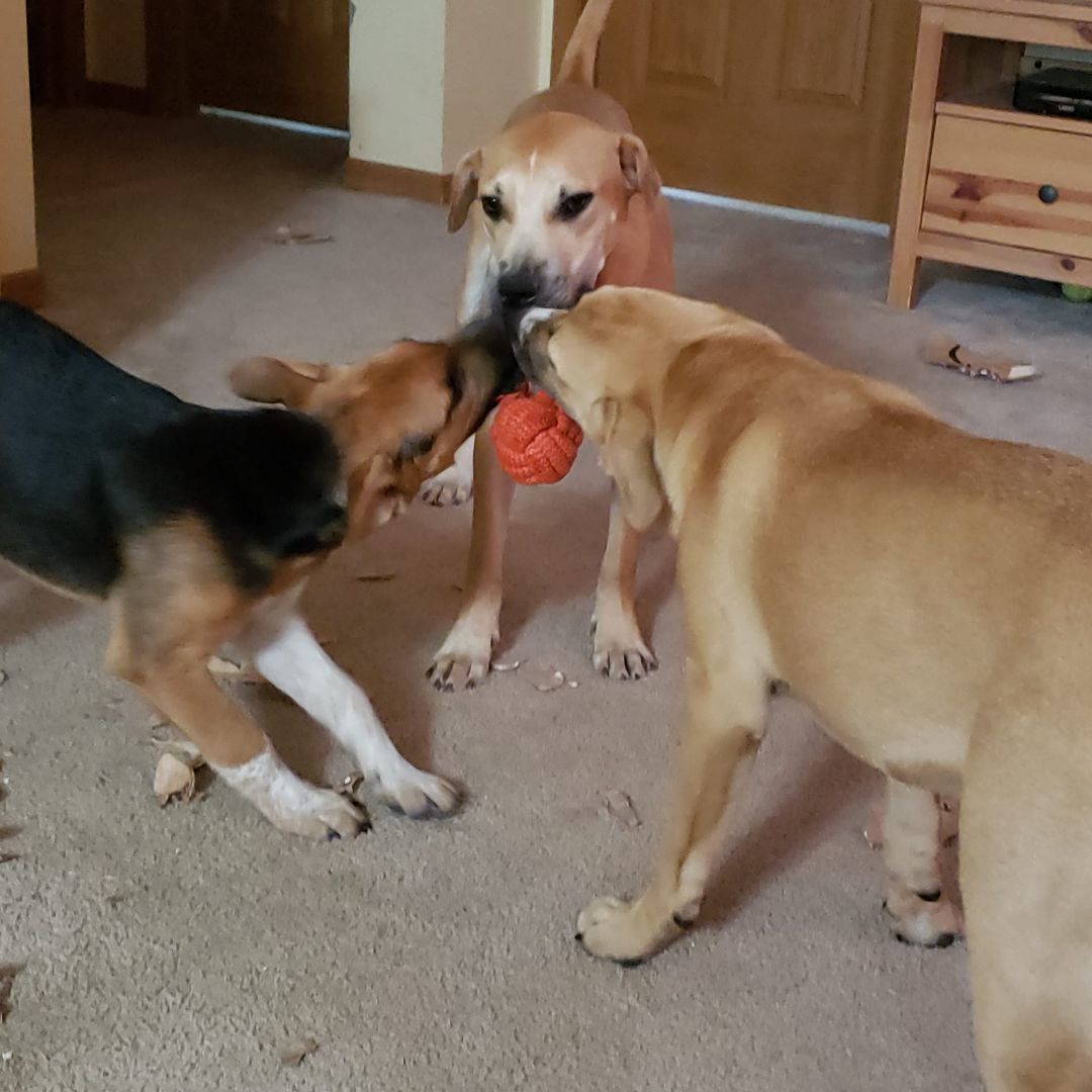 Cooper, a Adopted mixed breed in Plattsmouth, NE image 4/12