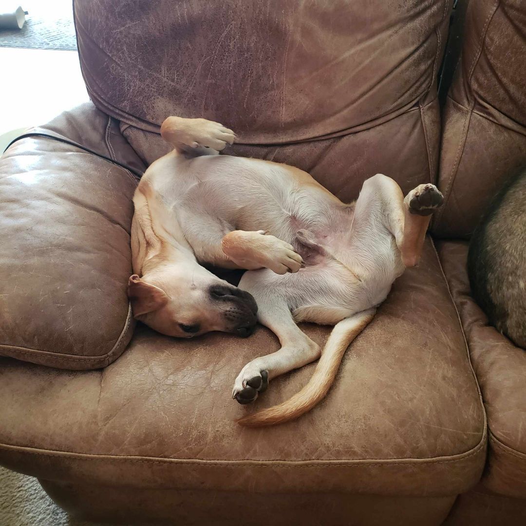 Cooper, a Adopted mixed breed in Plattsmouth, NE image 5/12