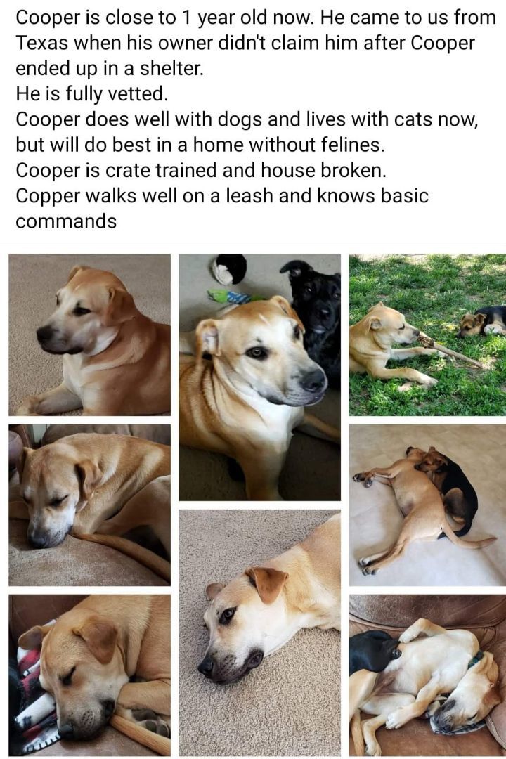 Cooper, a Adopted mixed breed in Plattsmouth, NE image 6/12