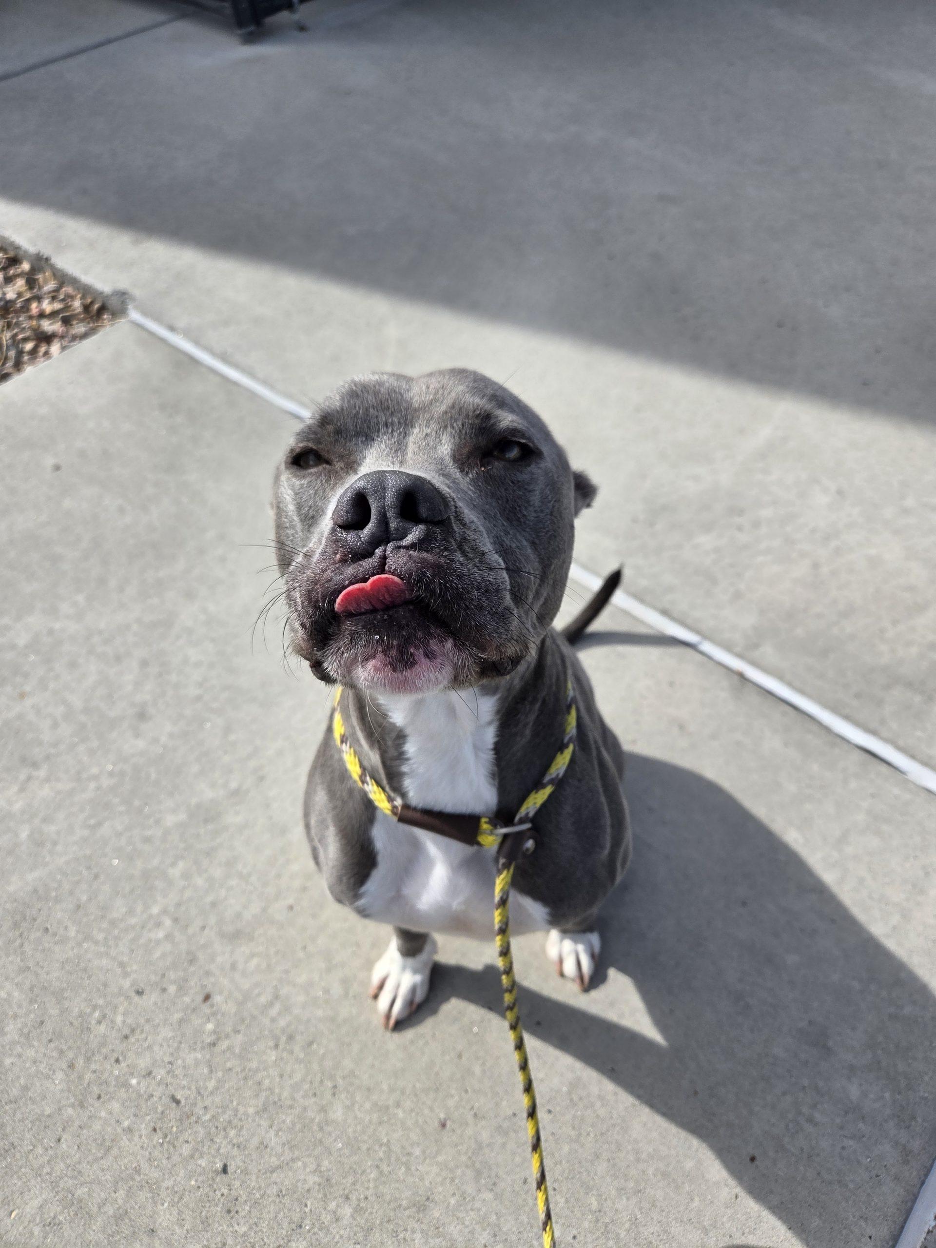 Enlarge Sammy, a Adoptable mixed breed in Grand Junction, CO image 1/5