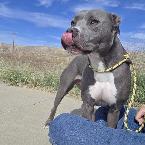 Enlarge Sammy, a Adoptable mixed breed in Grand Junction, CO image 2/5