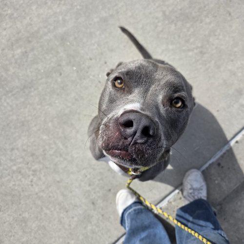 Enlarge Sammy, a Adoptable mixed breed in Grand Junction, CO image 3/5