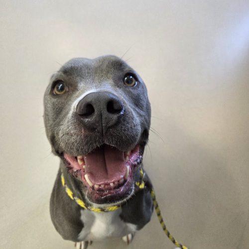 Enlarge Sammy, a Adoptable mixed breed in Grand Junction, CO image 4/5
