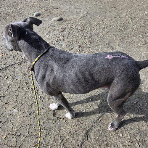 Enlarge Sammy, a Adoptable mixed breed in Grand Junction, CO image 5/5