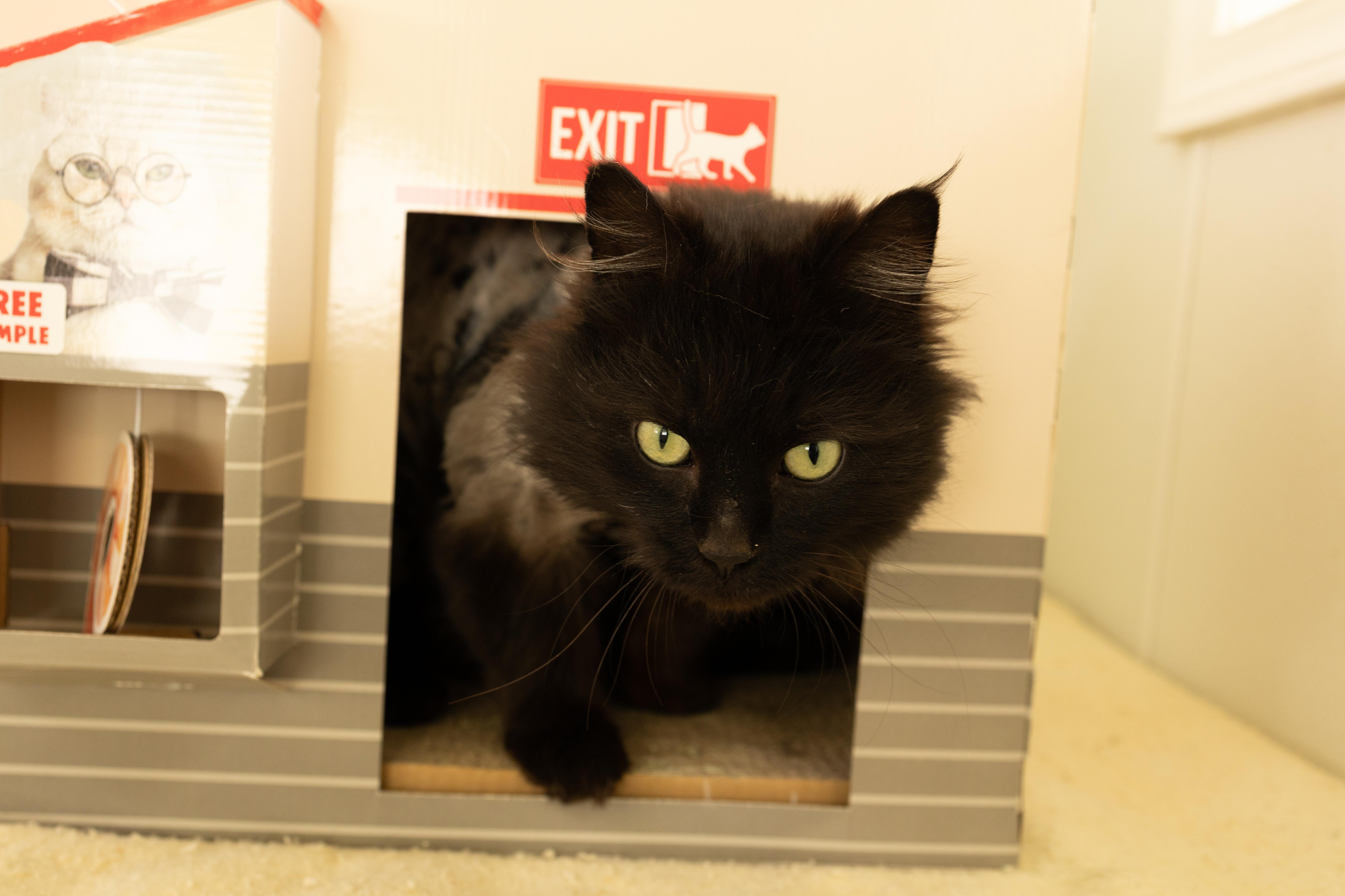 Enlarge Emory, an adopted mixed breed in Monroe, WA image 4/6