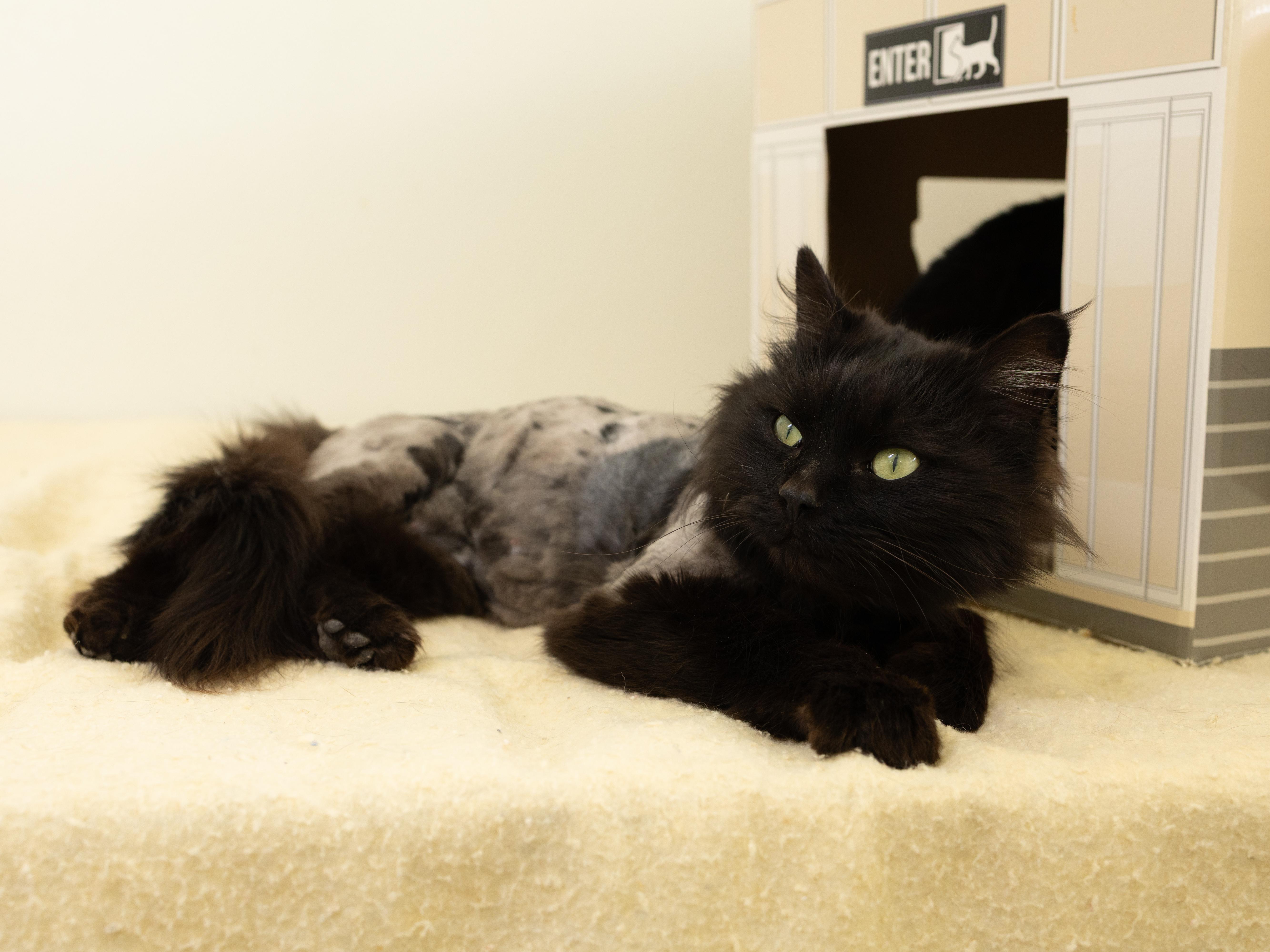 Enlarge Emory, an adopted mixed breed in Monroe, WA image 1/6
