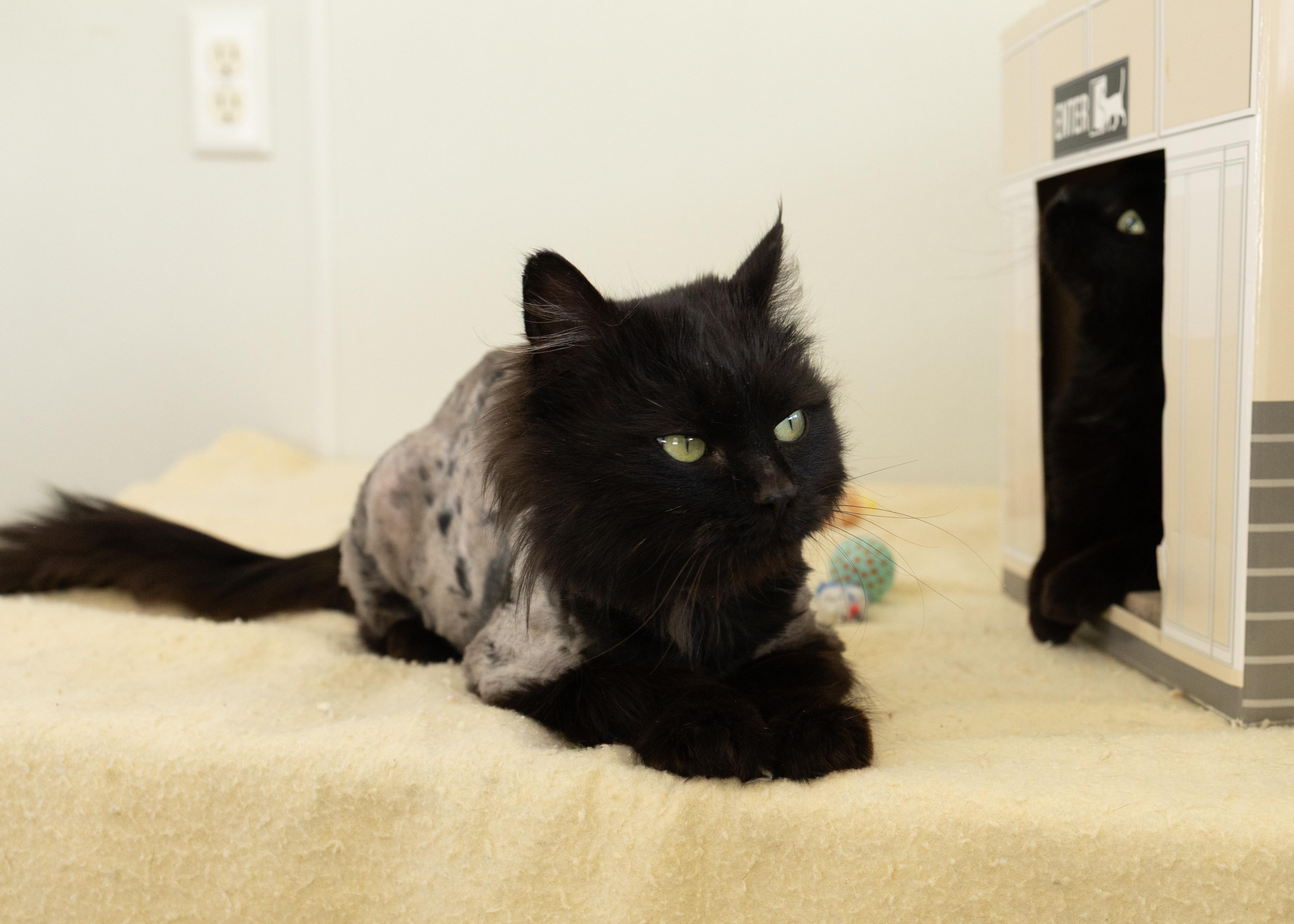 Enlarge Emory, an adopted mixed breed in Monroe, WA image 5/6
