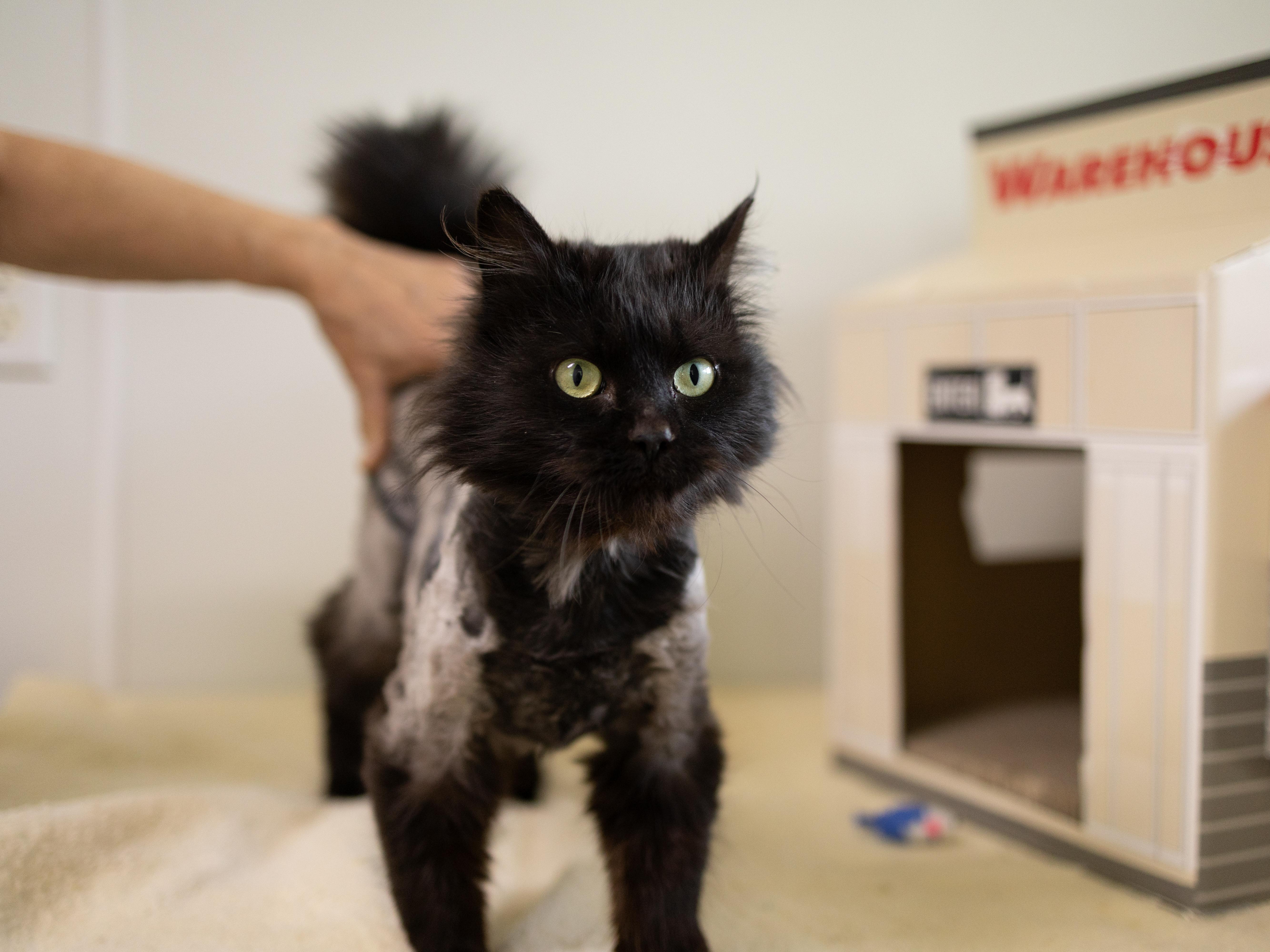 Enlarge Emory, an adopted mixed breed in Monroe, WA image 3/6