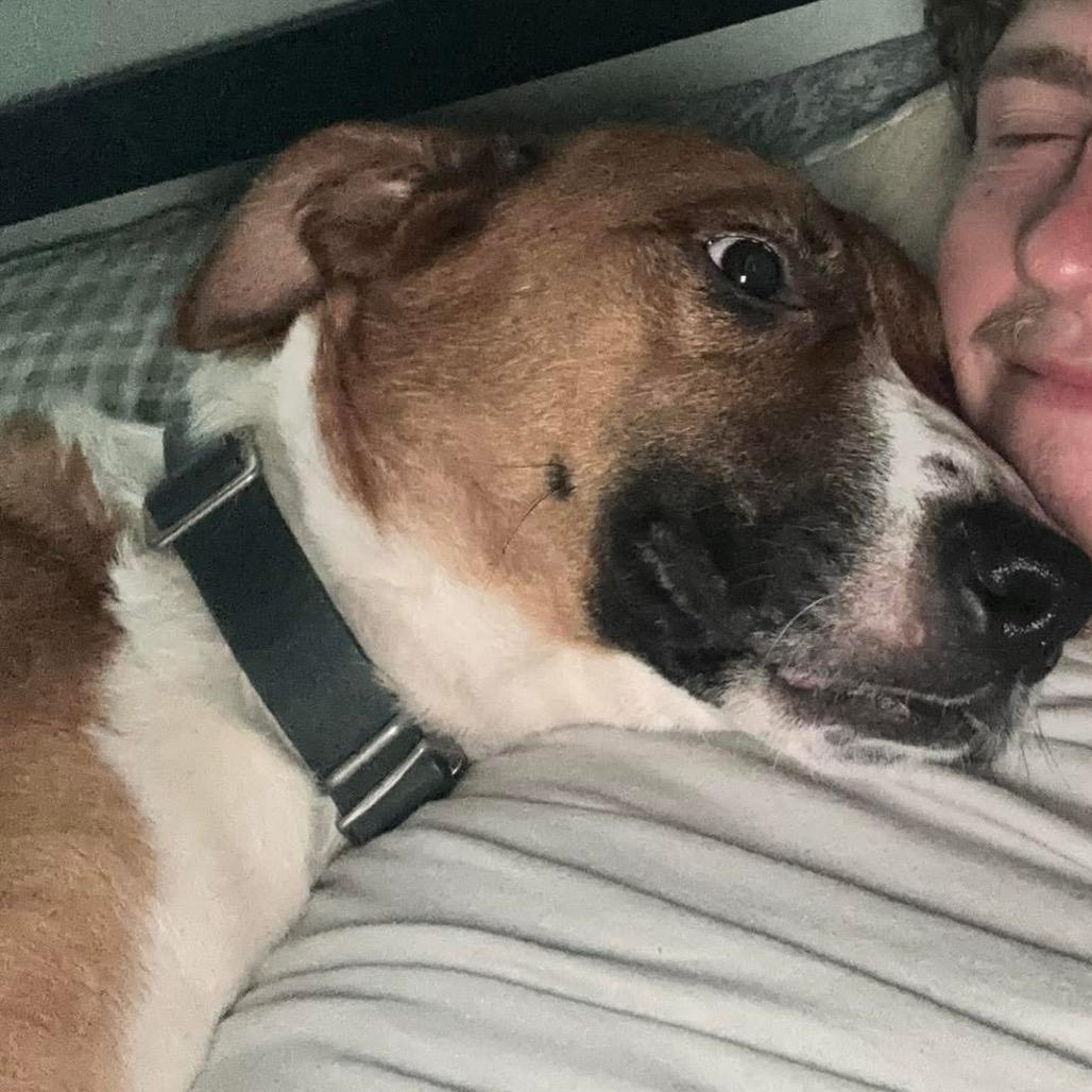 Enlarge Gamby, a Adoptable mixed breed in Peculiar, MO image 1/6