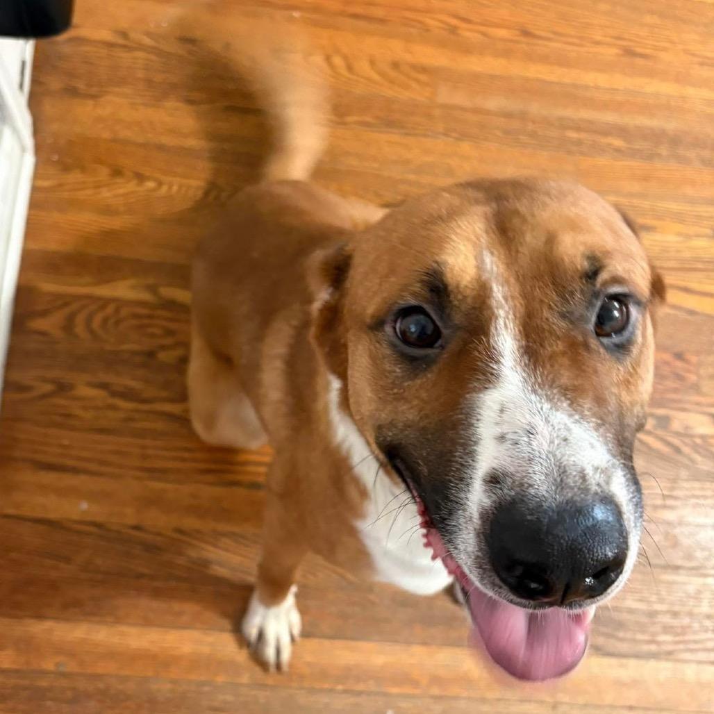 Enlarge Gamby, a Adoptable mixed breed in Peculiar, MO image 2/6