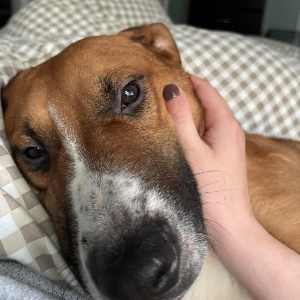 Enlarge Gamby, a Adoptable mixed breed in Peculiar, MO image 3/6