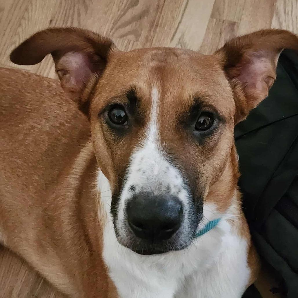 Enlarge Gamby, a Adoptable mixed breed in Peculiar, MO image 4/6